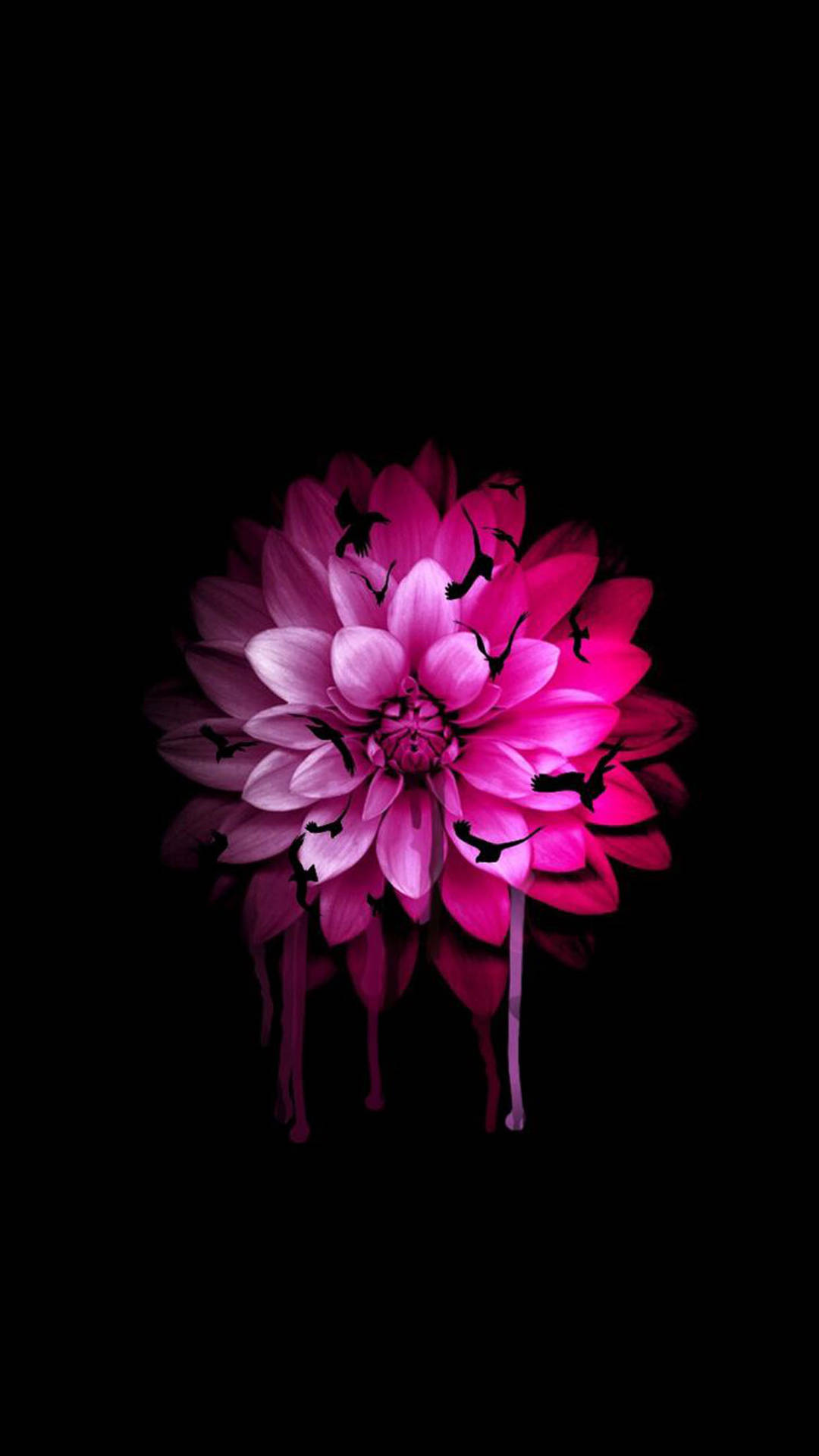 Pink Dahlia Flower Apple Background