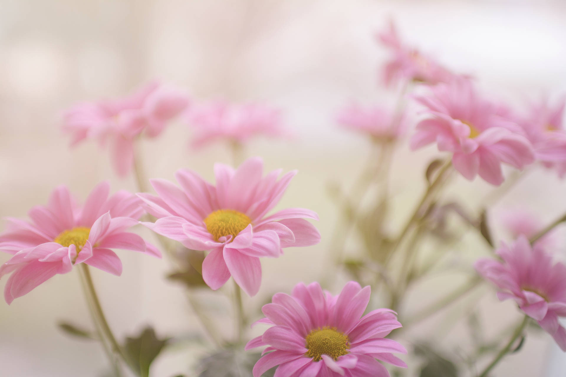 Pink Daisy Aesthetic Flower Background