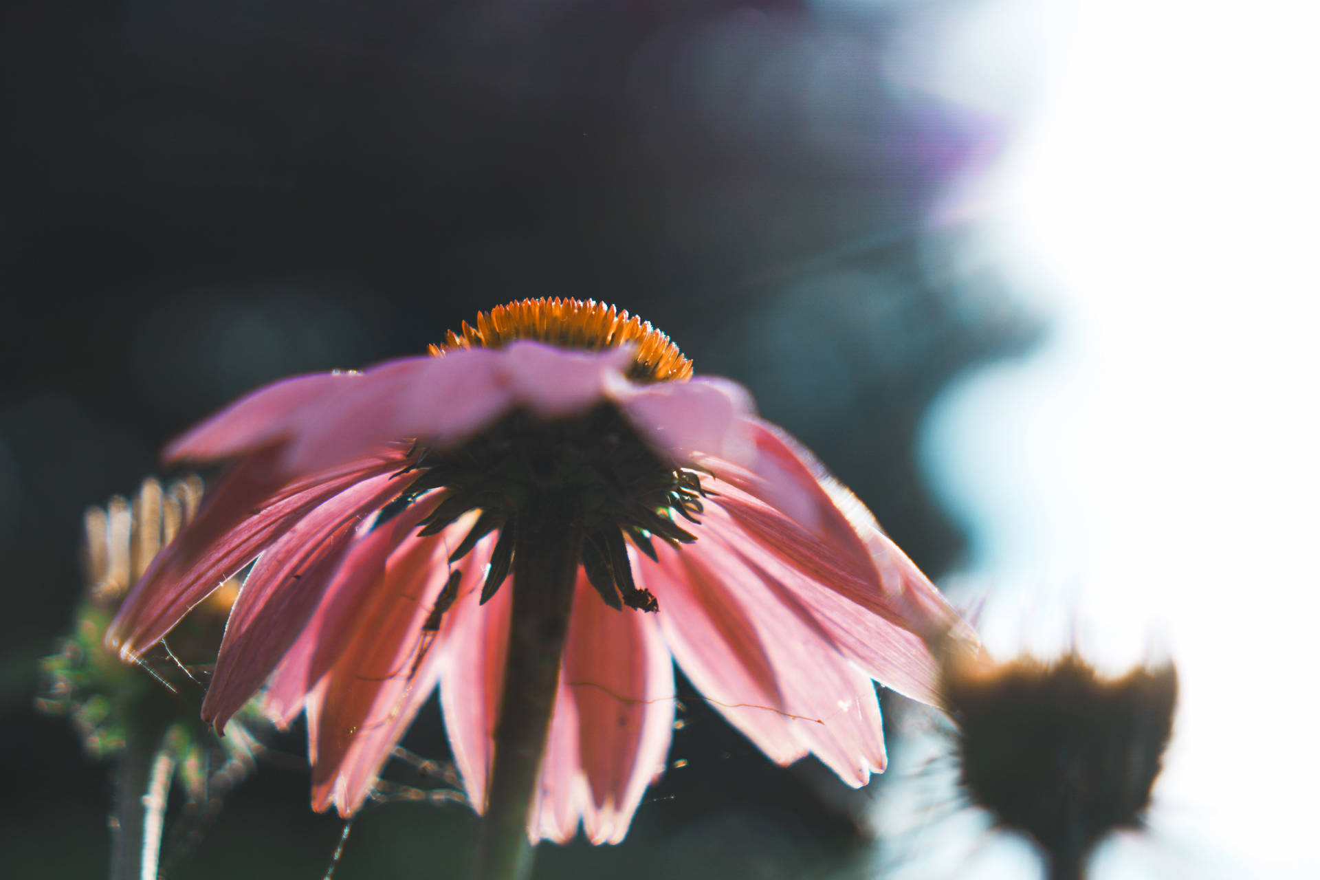 Pink Daisy Flower Background