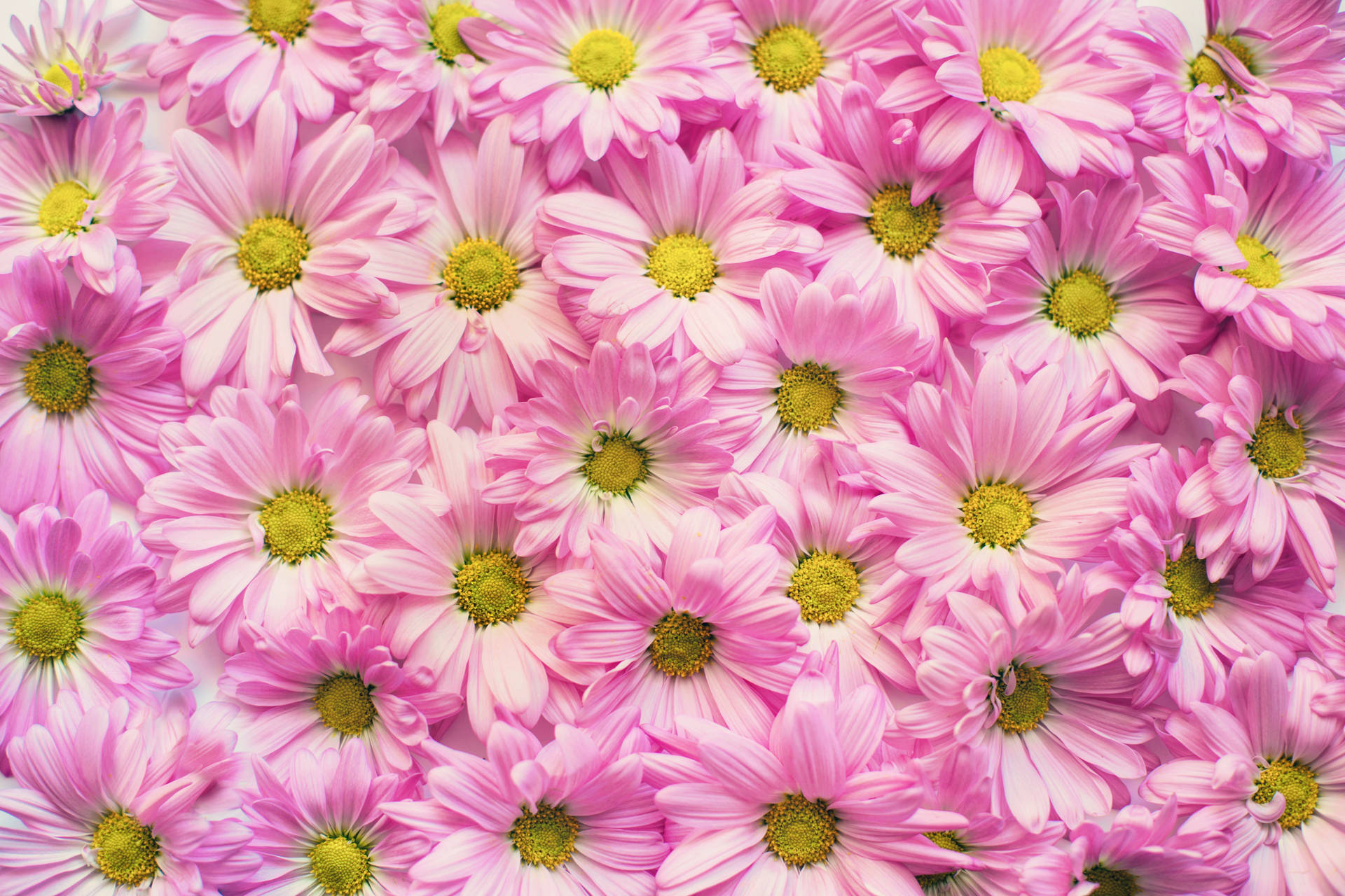 Pink Daisy Flowers Background Background