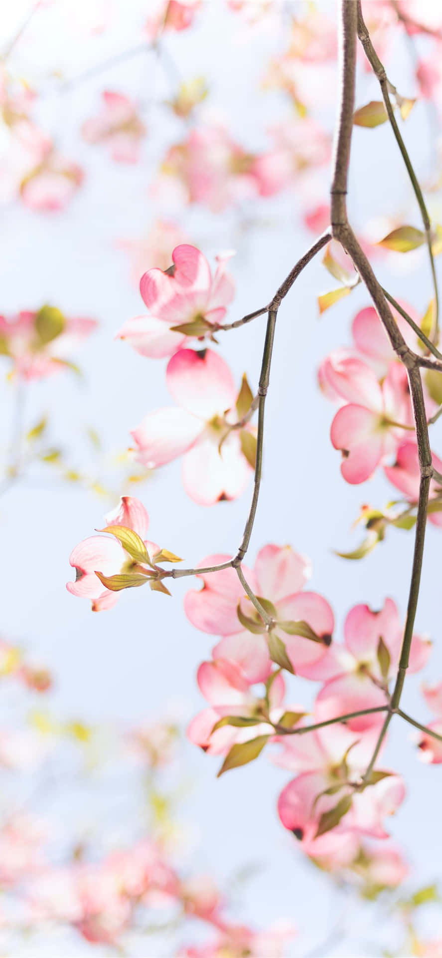 Pink Dogwood Flowers Against A Blue Sky Background