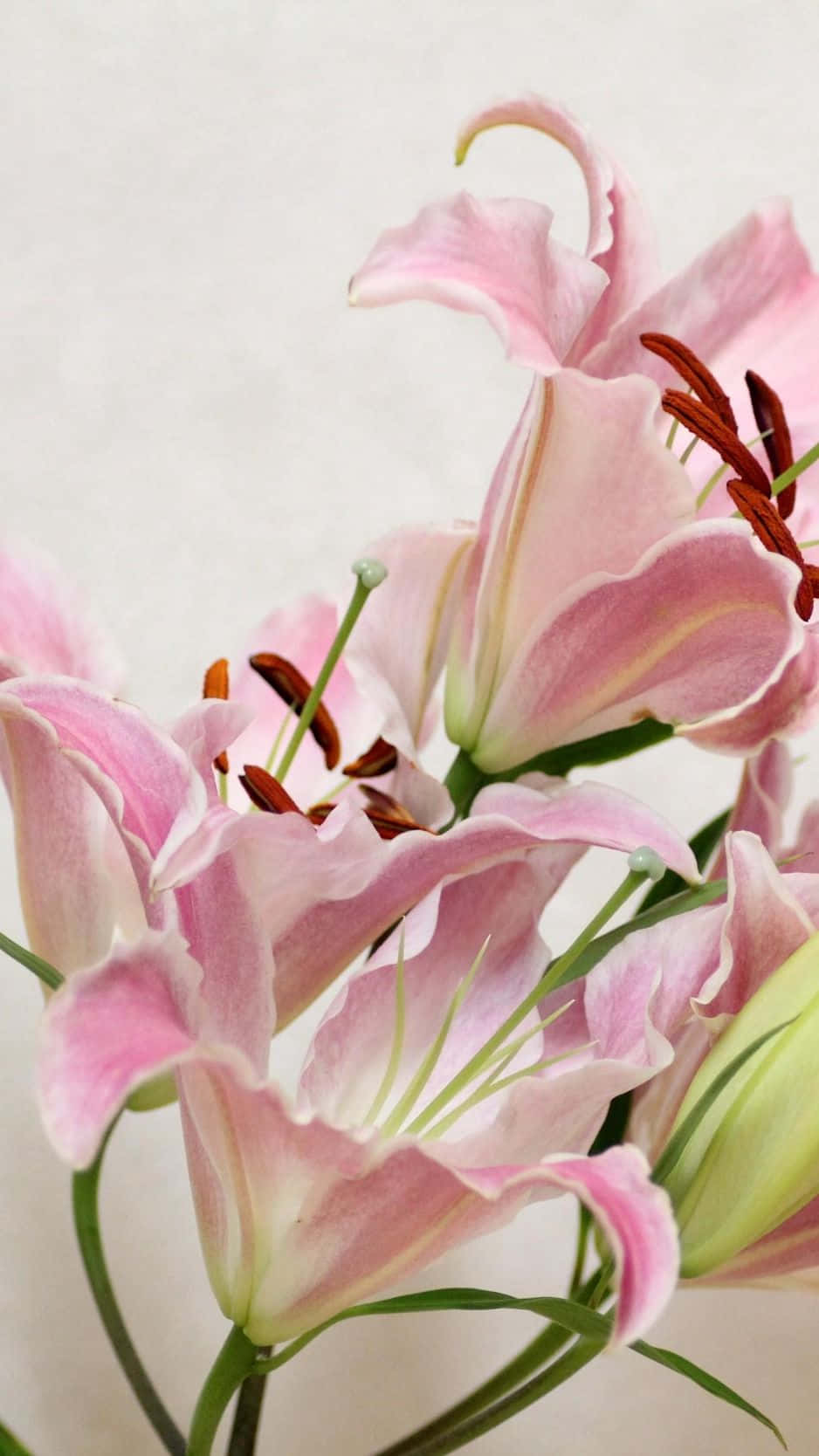 Pink Eastern Lily Flowers Background