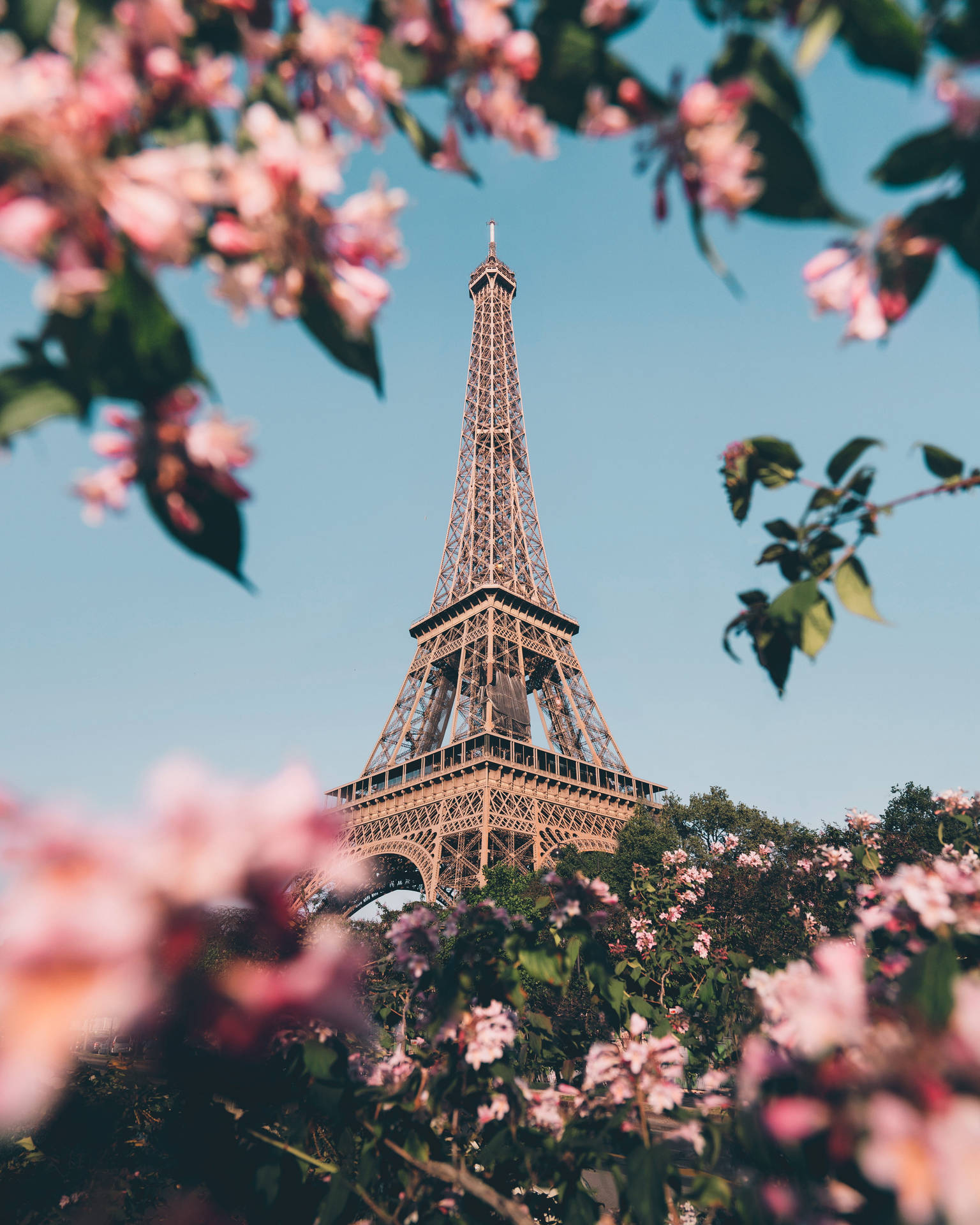 Pink Eiffel Tower Flowers Background