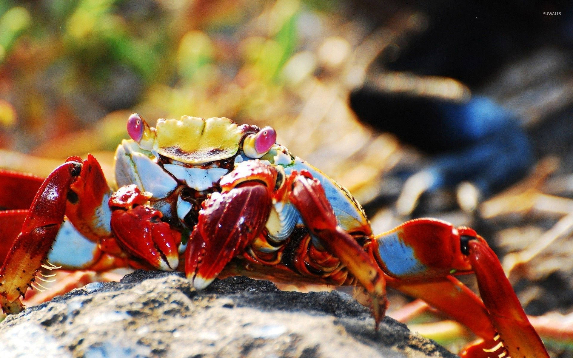 Pink-eyed Red Crab Background
