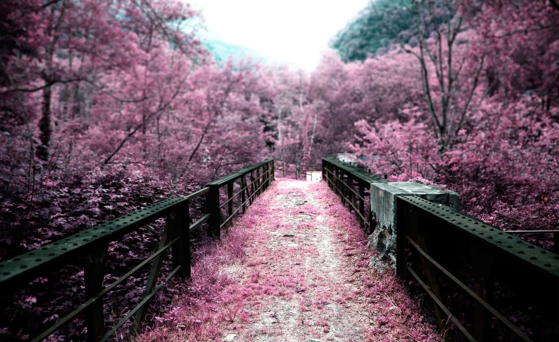 Pink Fall Black Bridge