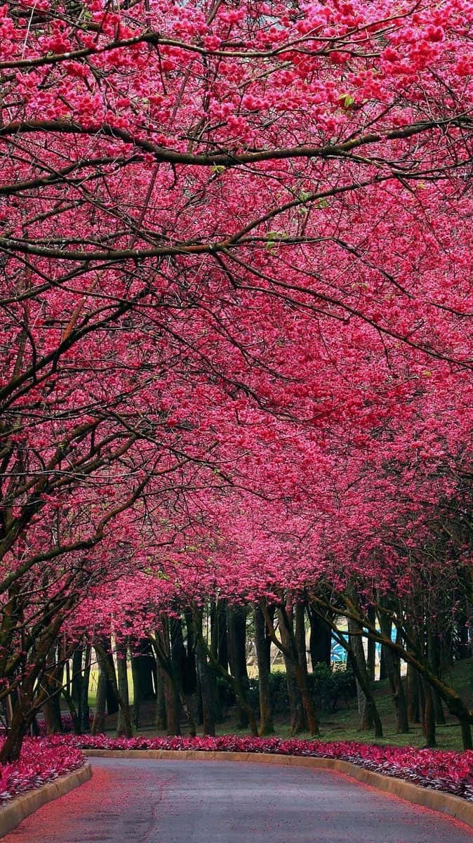 Pink Fall Bright Road Background
