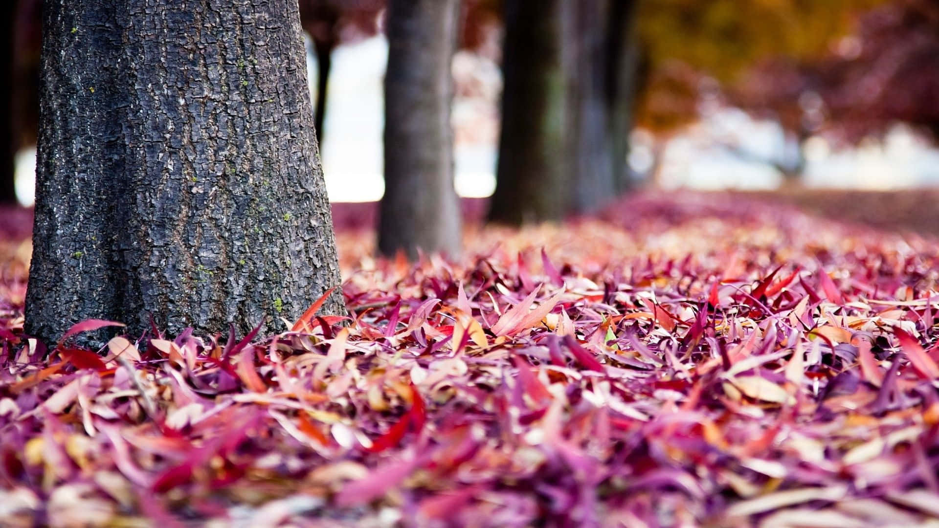 Pink Fall Ground Trunks