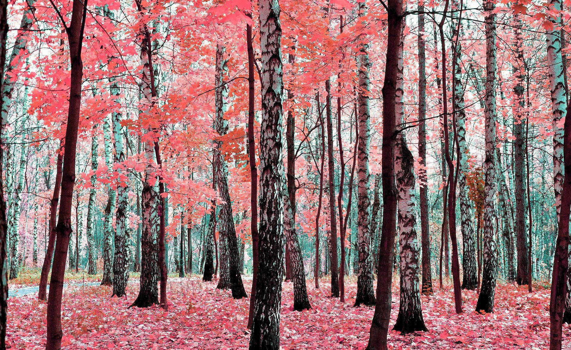 Pink Fall Leaves Birch Tree Background