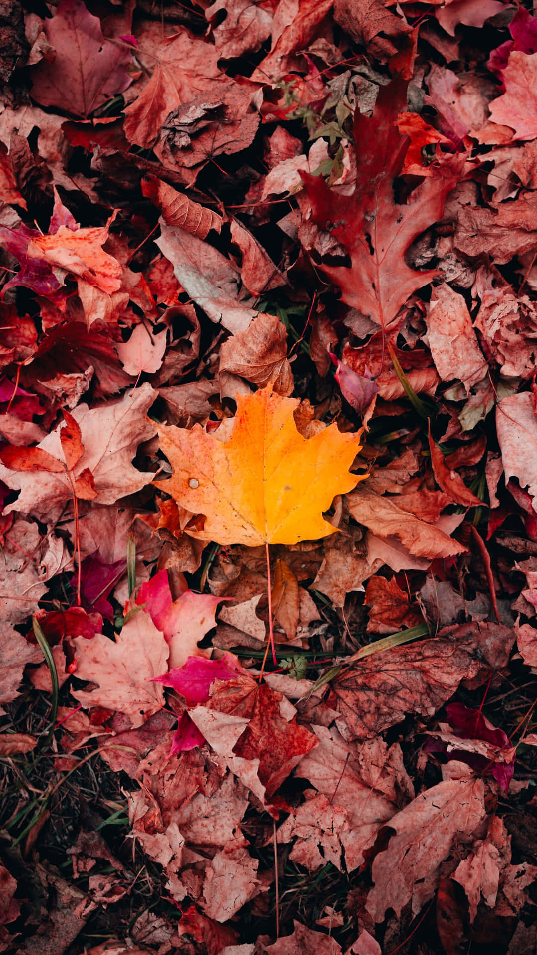 Pink Fall Leaves Iphone Background