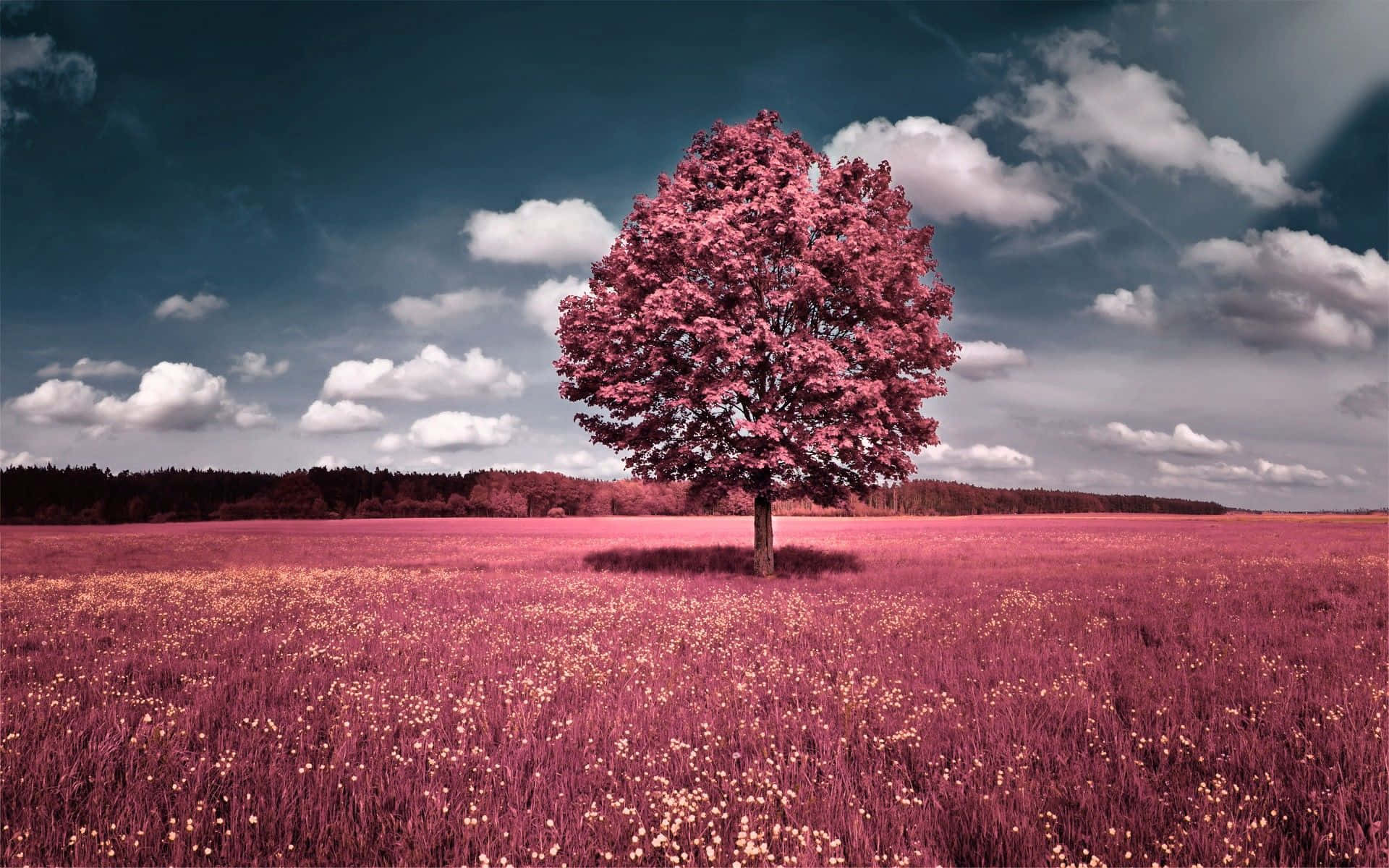 Pink Fall Tree Meadow