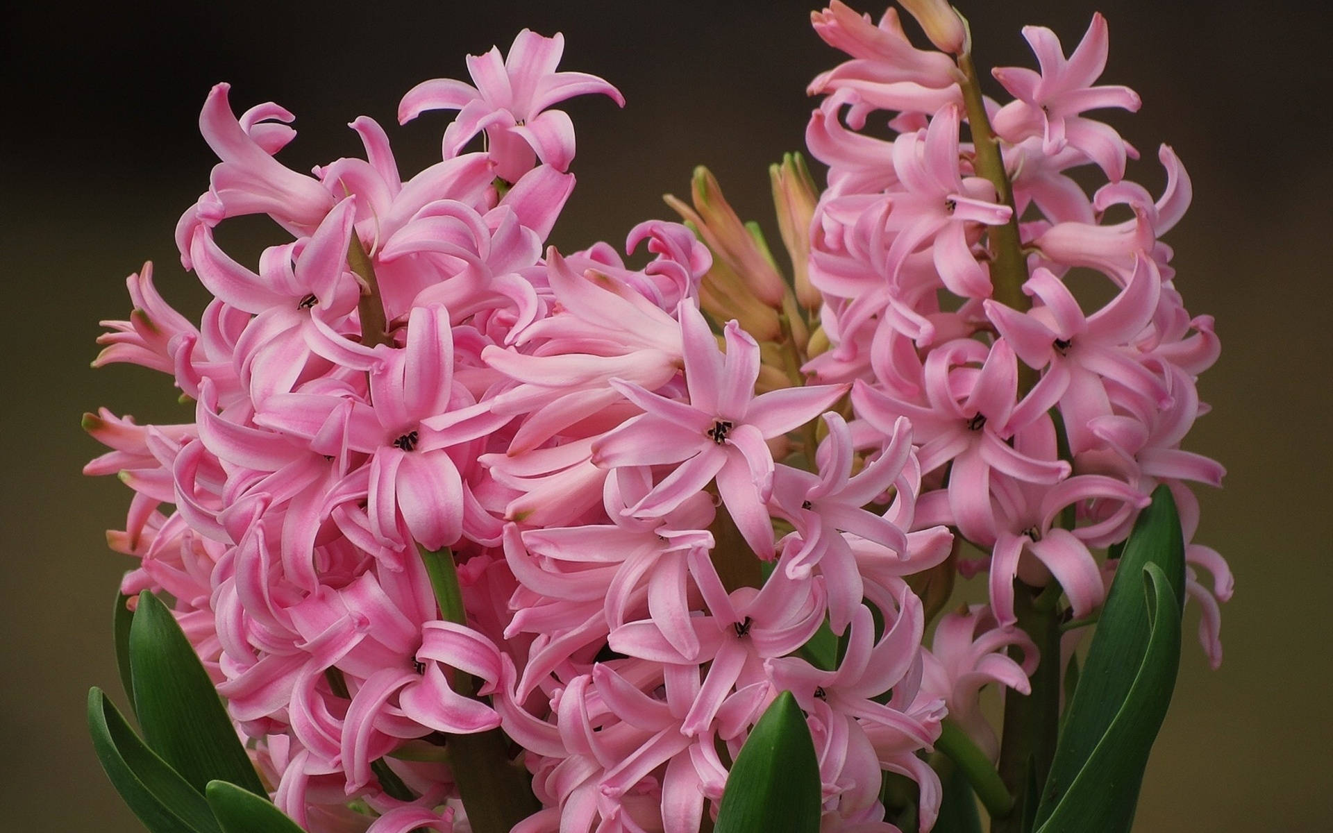 Pink Festival Hyacinth Flowers Background