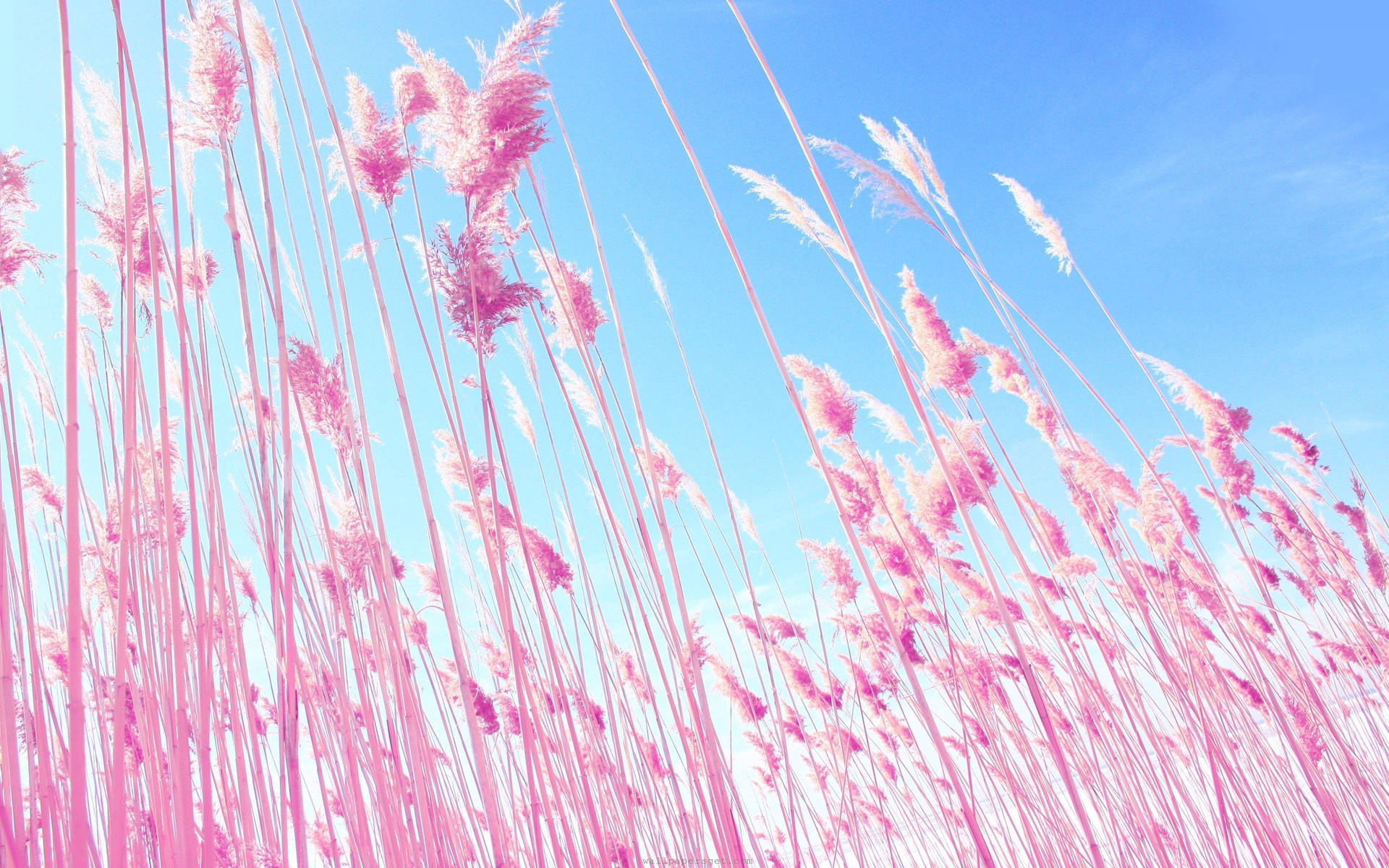 Pink Field Under Blue Sky Background