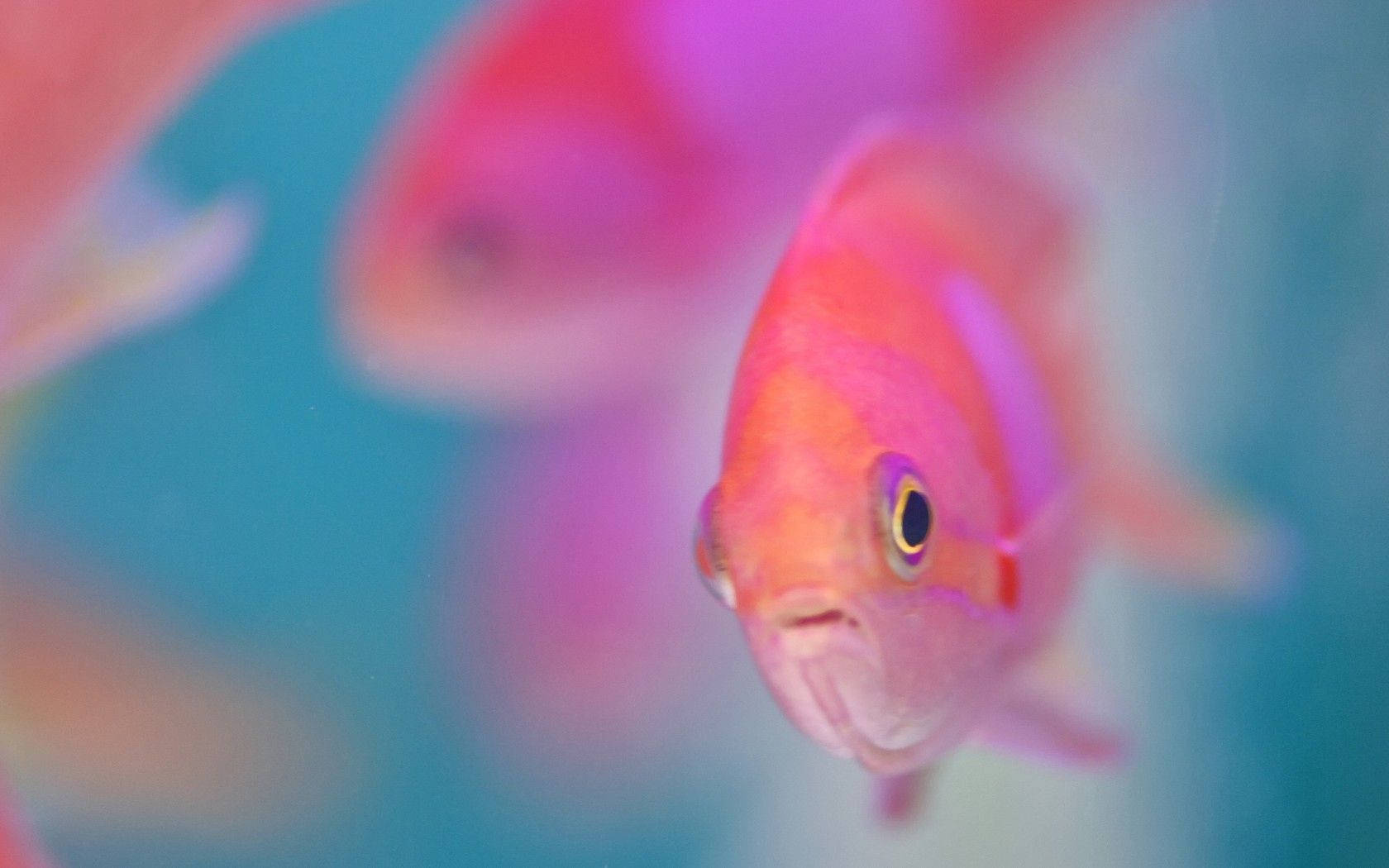 Pink Fish In The Water Background