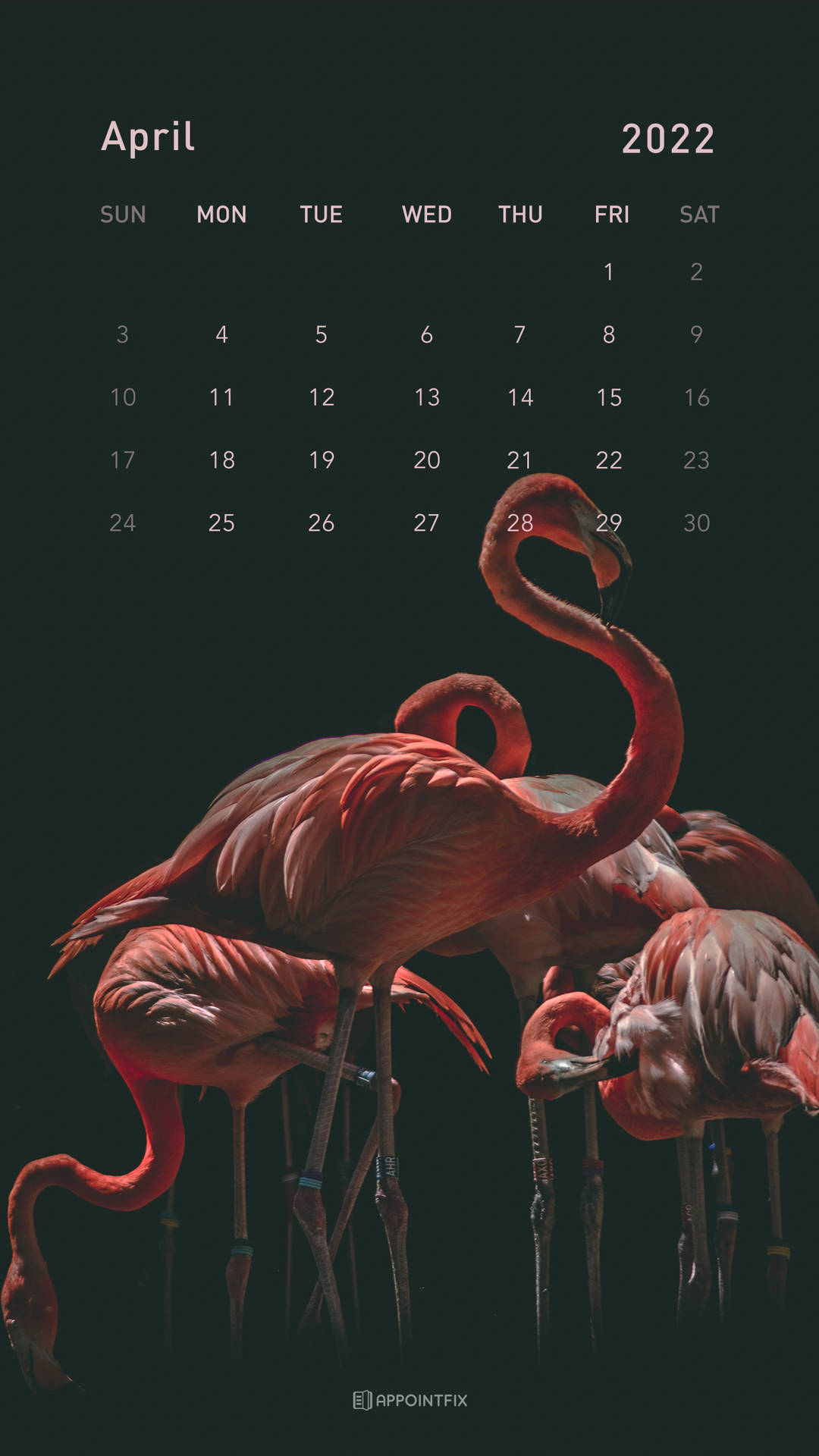 Pink Flamingo April 2022 Calendar