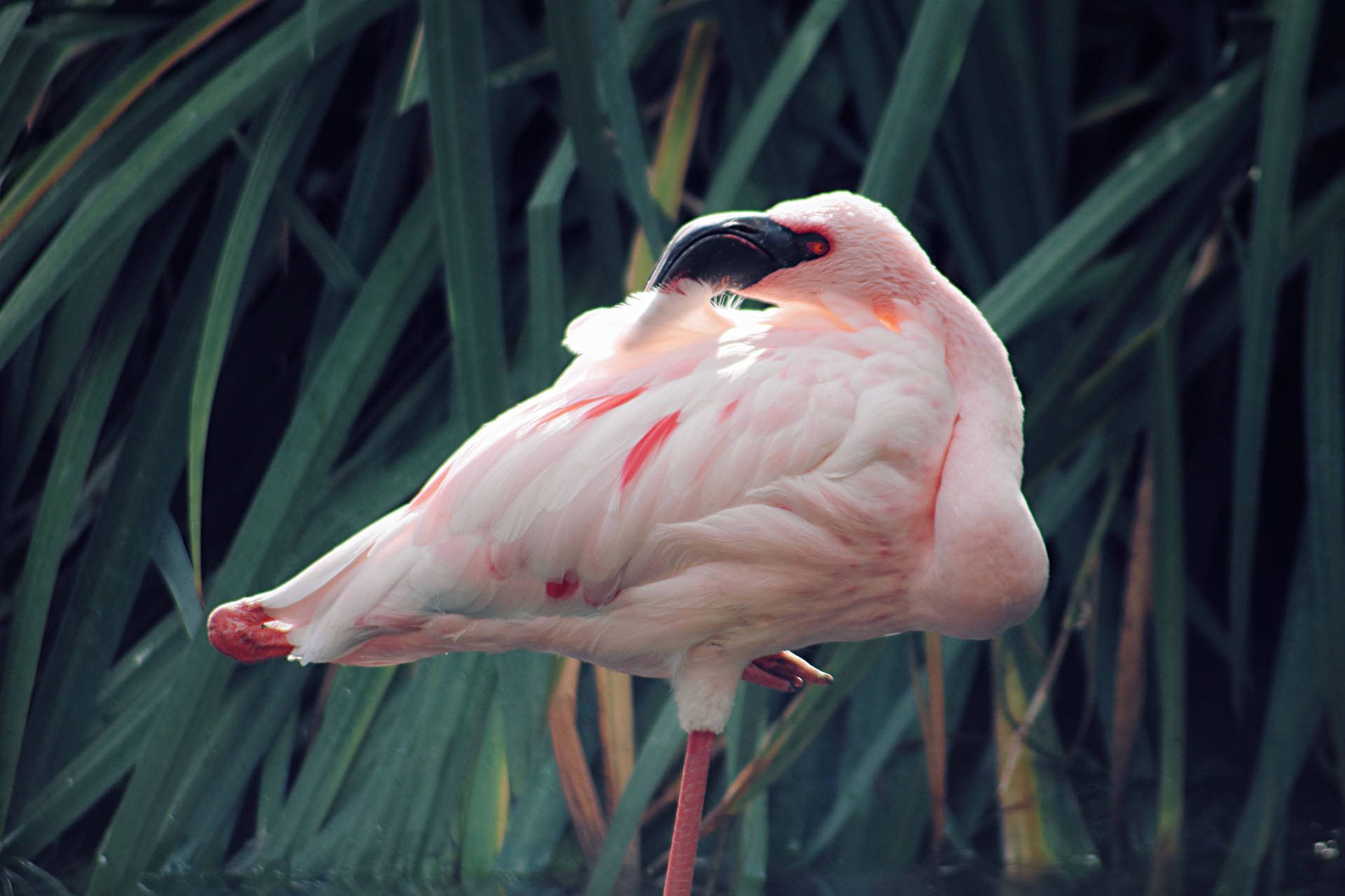 Pink Flamingo Beautiful Birds Background