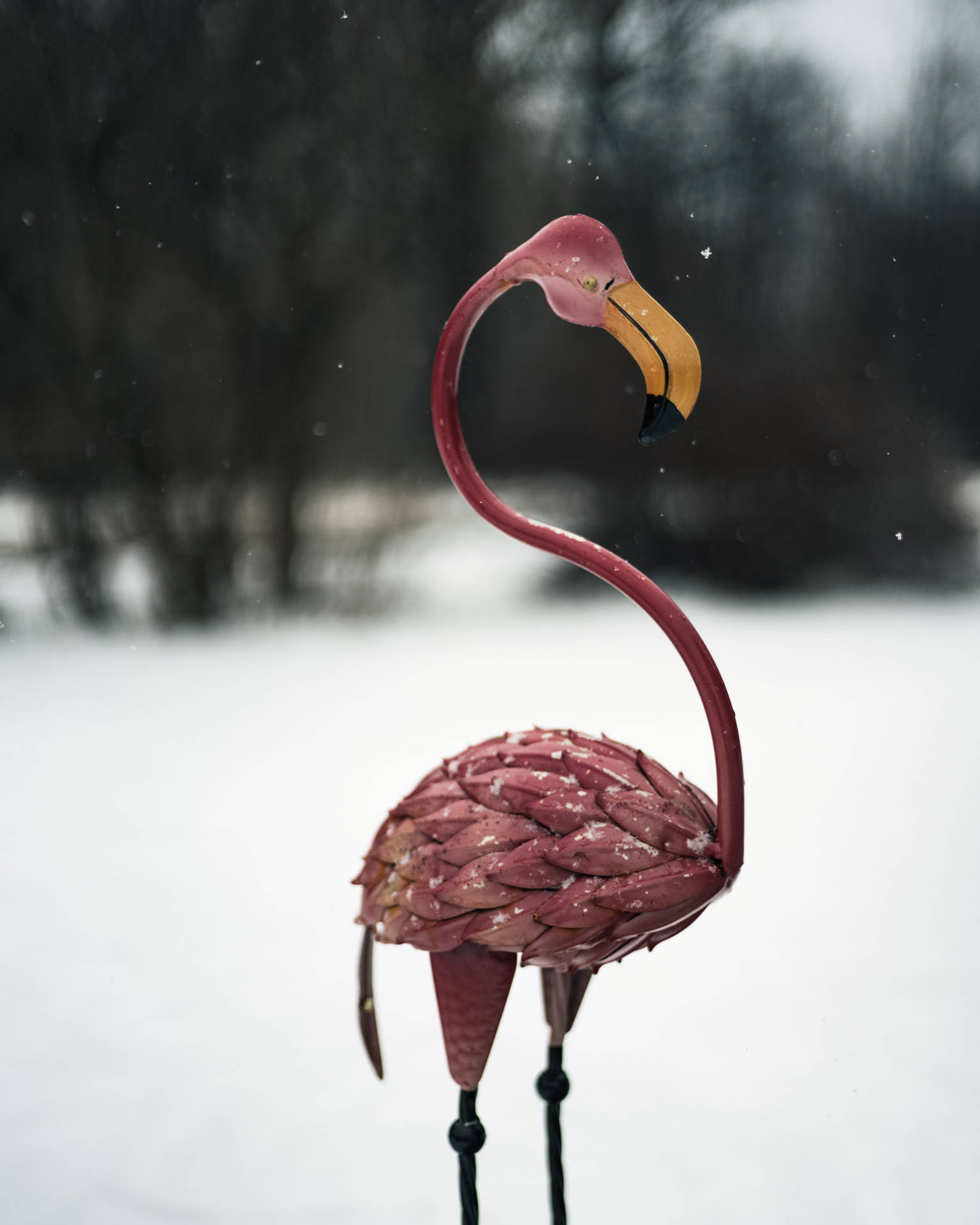 Pink Flamingo In Cool Winter Background