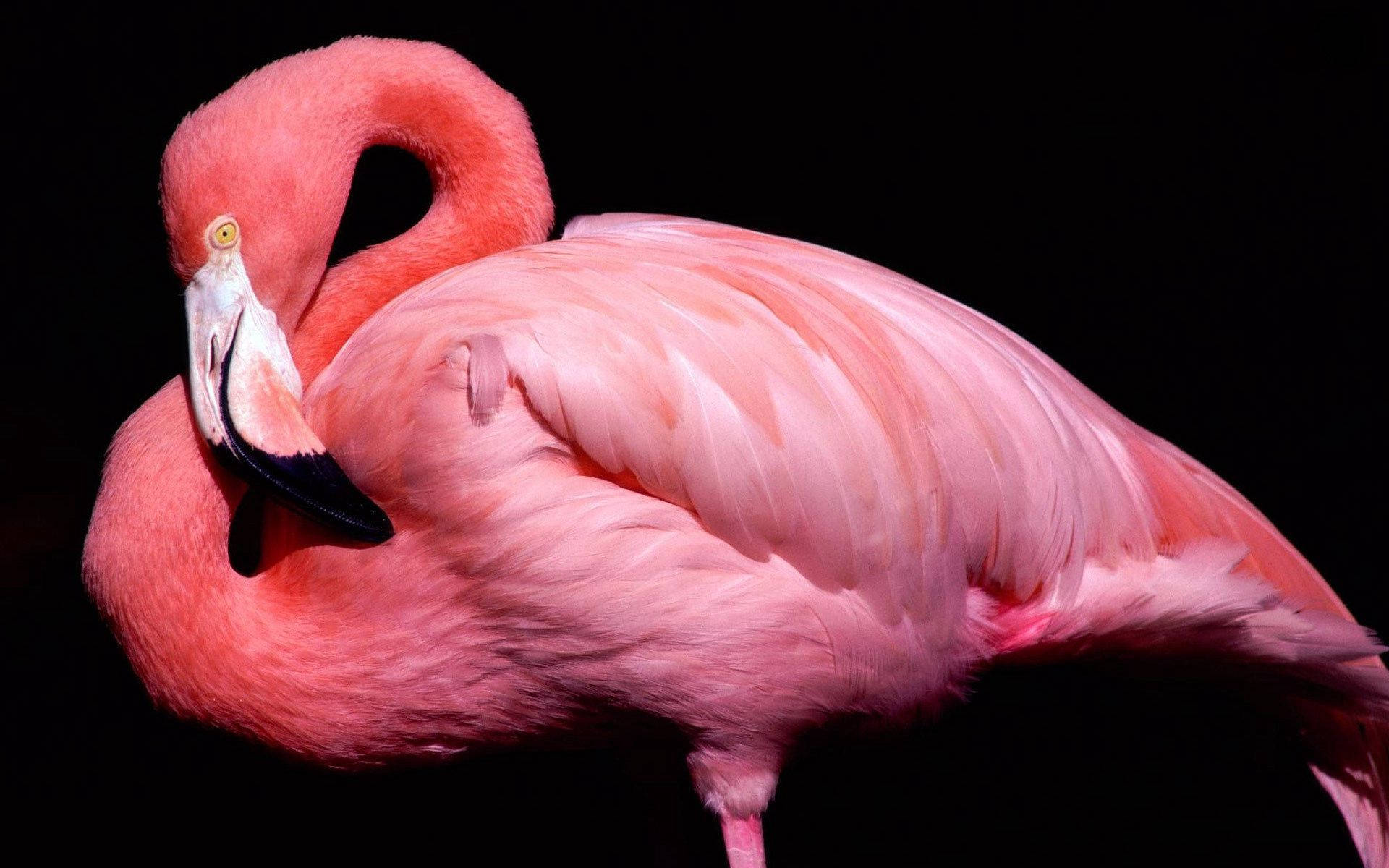 Pink Flamingo In Pitch Black Background Background