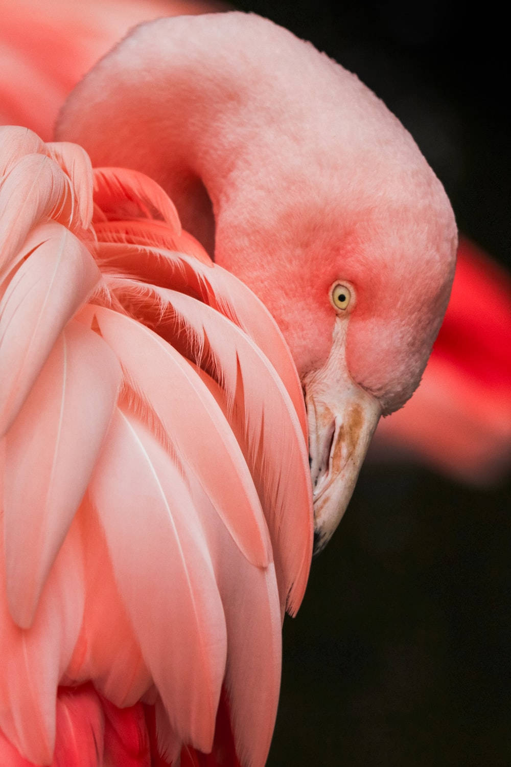 Pink Flamingo In Tanzania Background