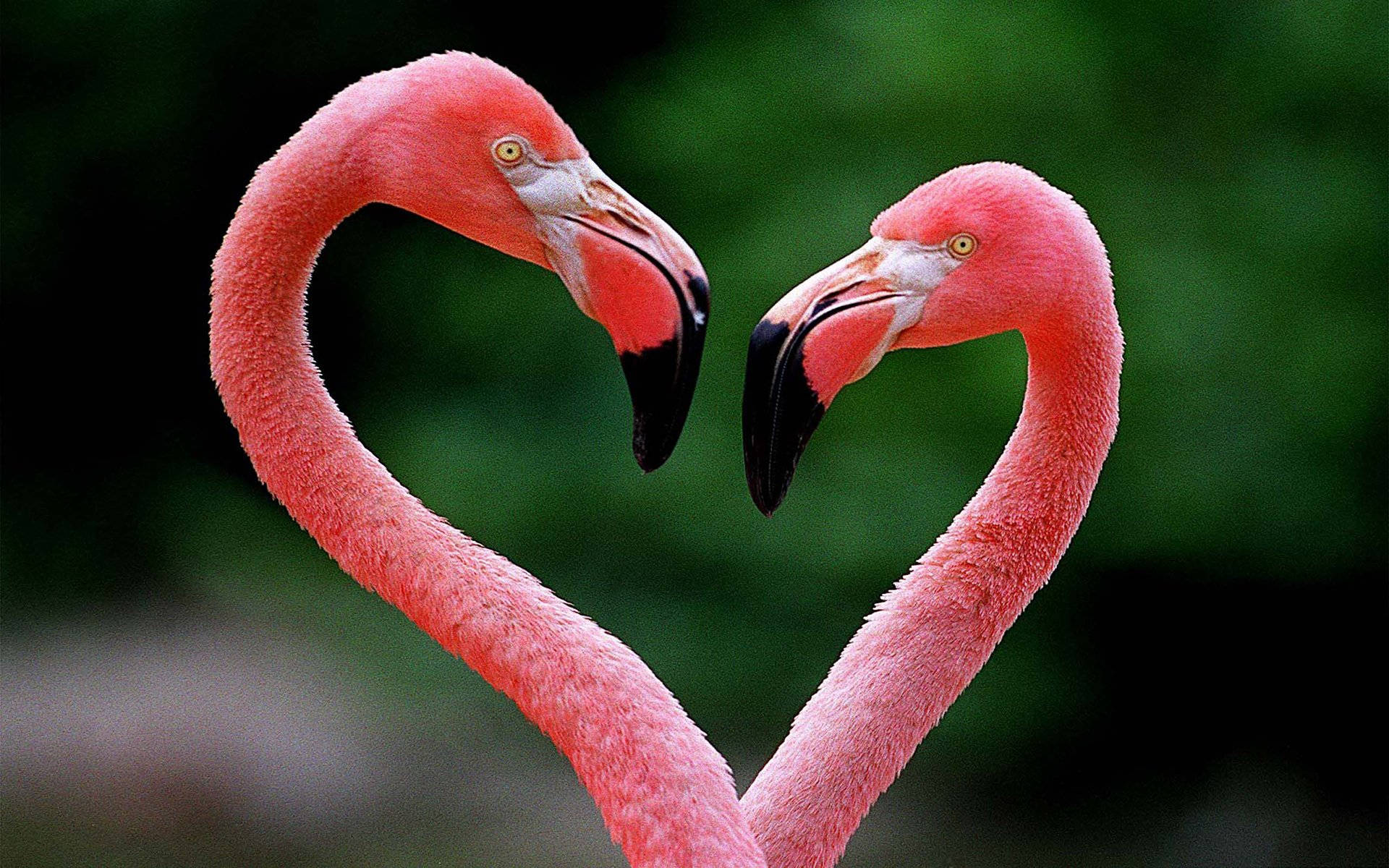 Pink Flamingo Love Birds Heart Background