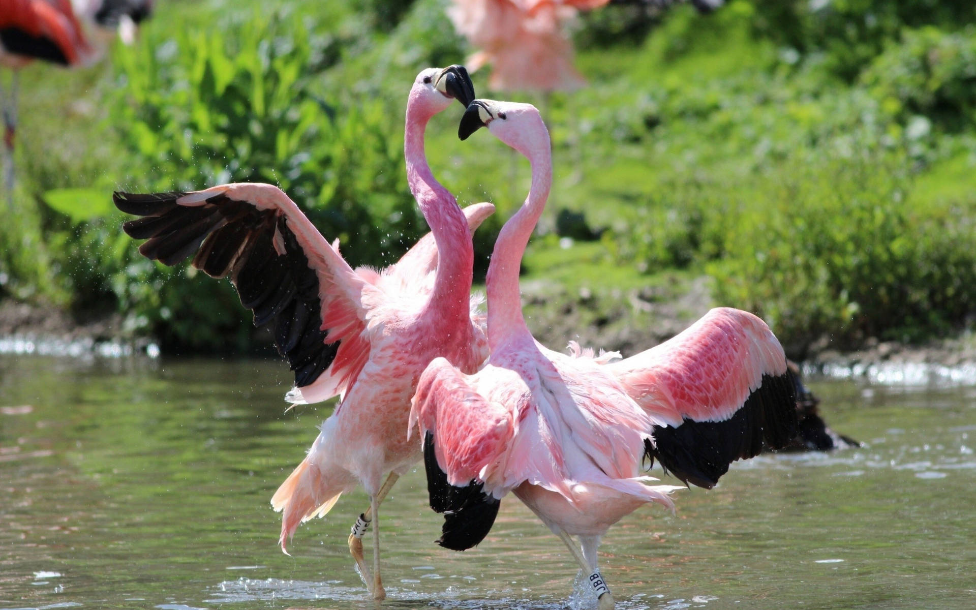 Pink Flamingo Love Dance Background