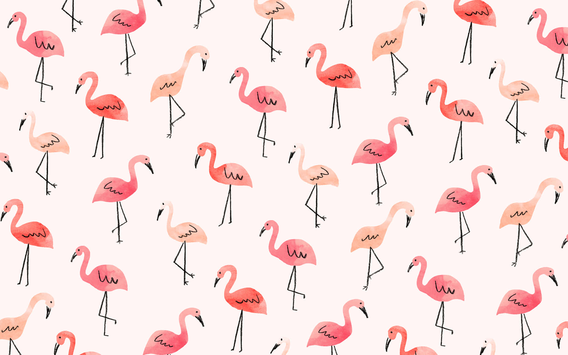 Pink Flamingos On A White Background