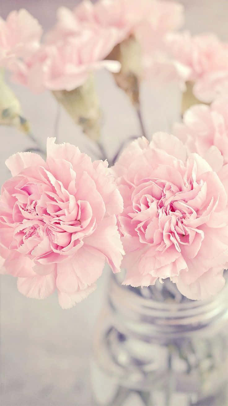 Pink Floral Carnations Background