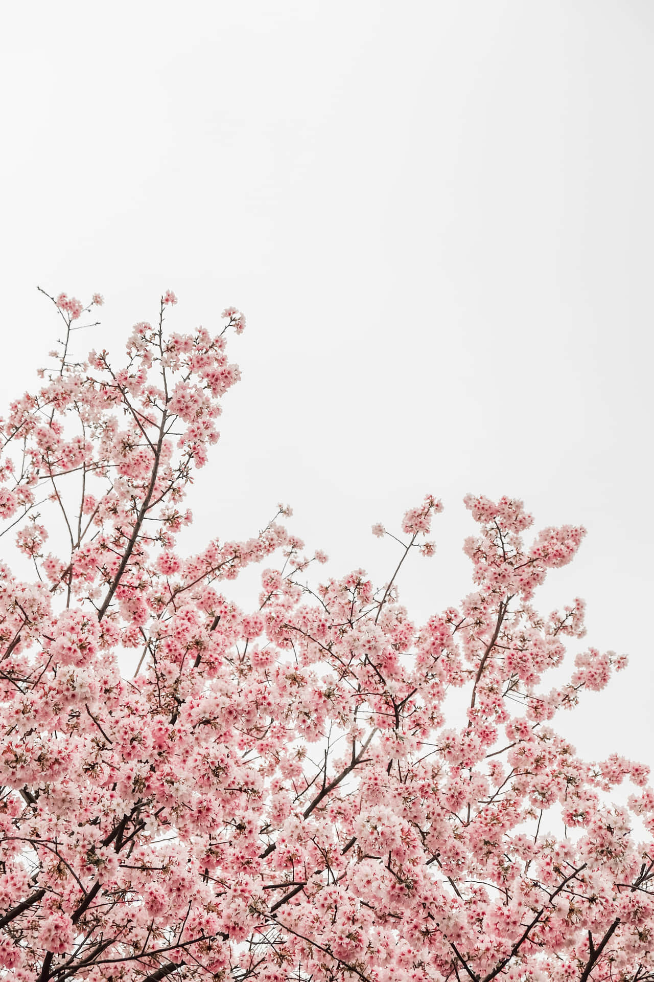 Pink Floral Cherry Blossom Background