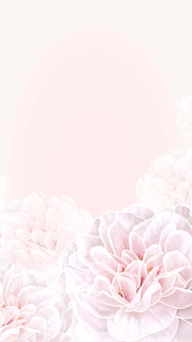 Pink Floral Rose Design Background