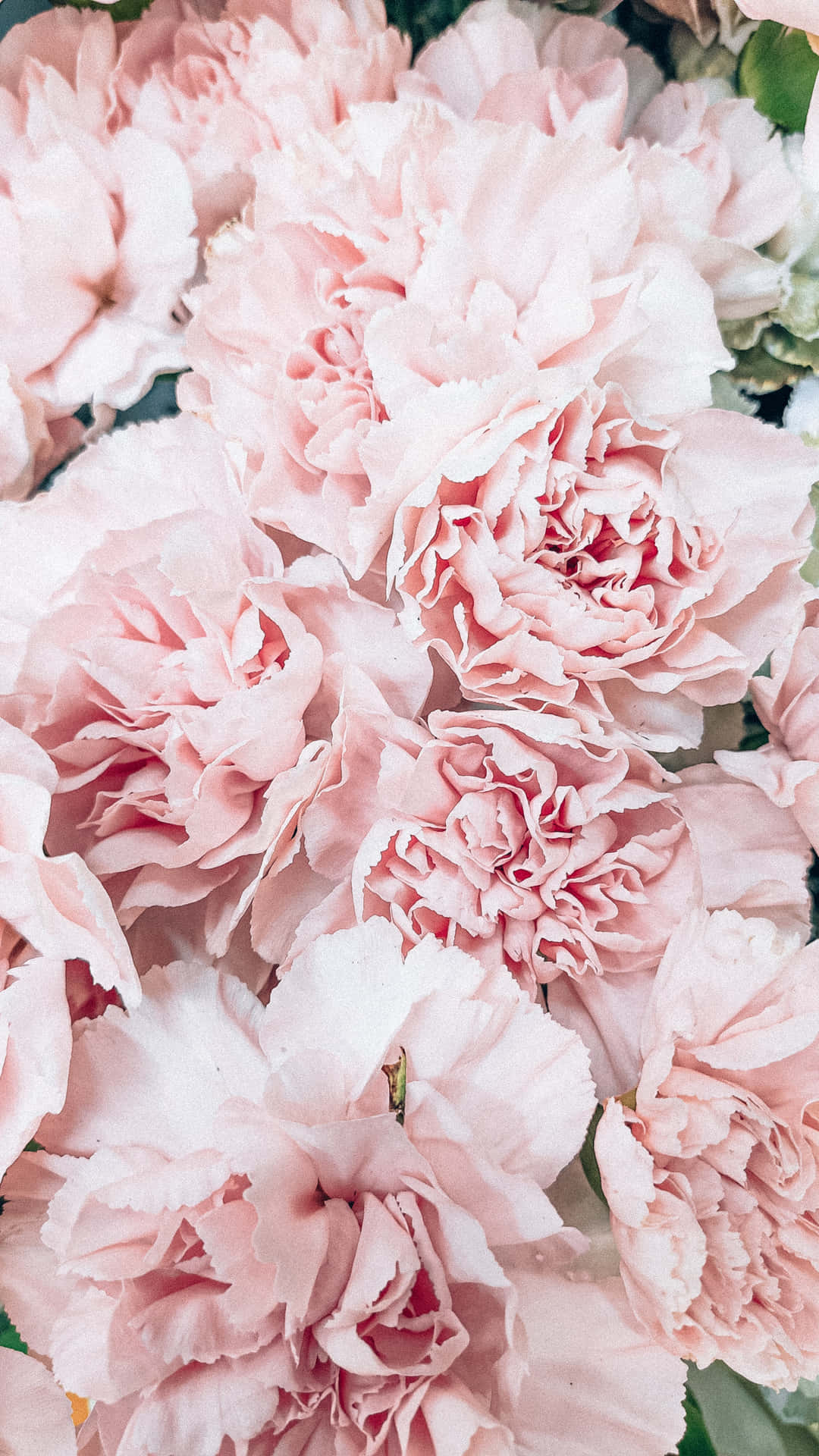 Pink Floral With Leaves Background