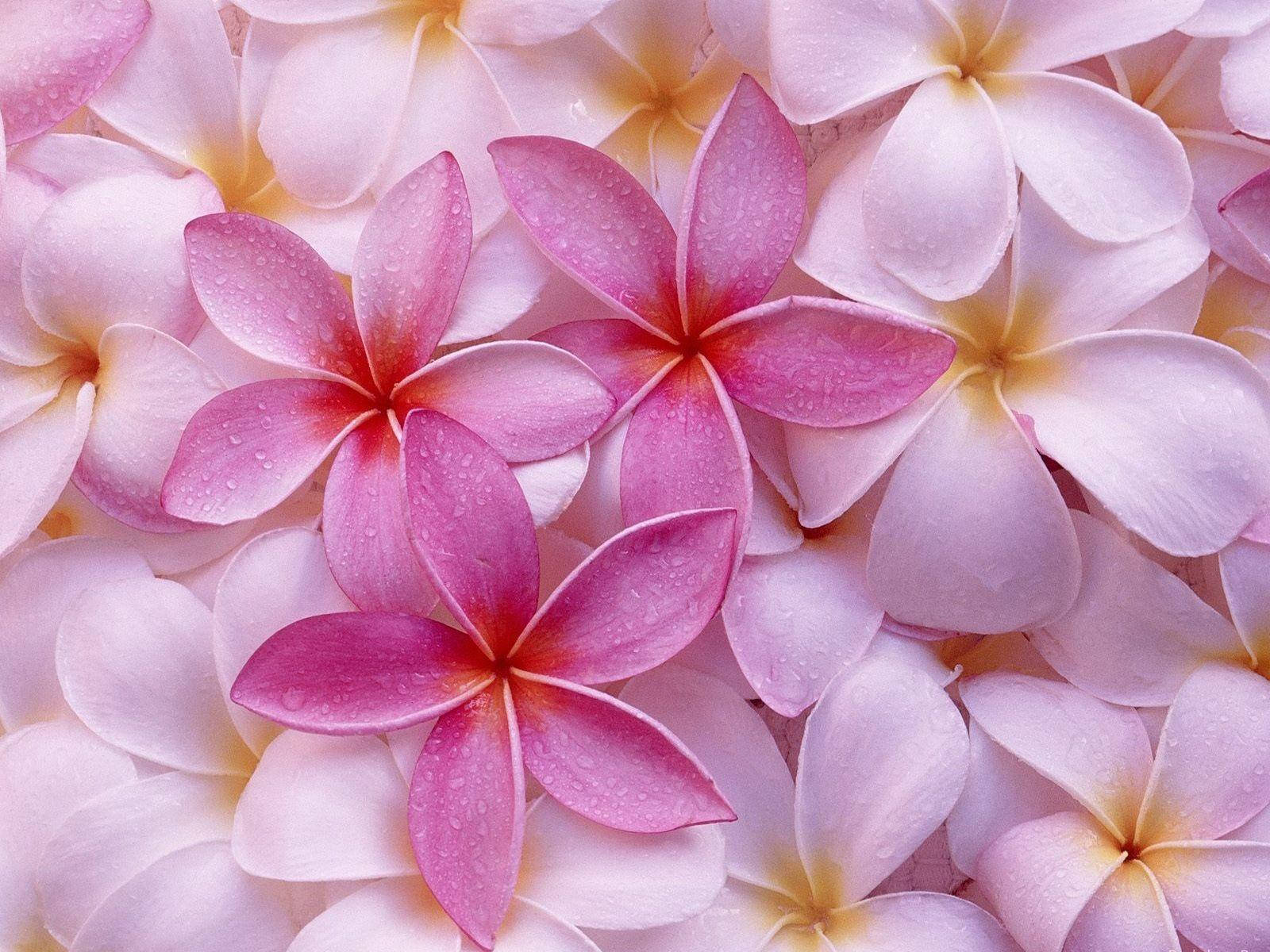 Pink Flower Among White Background