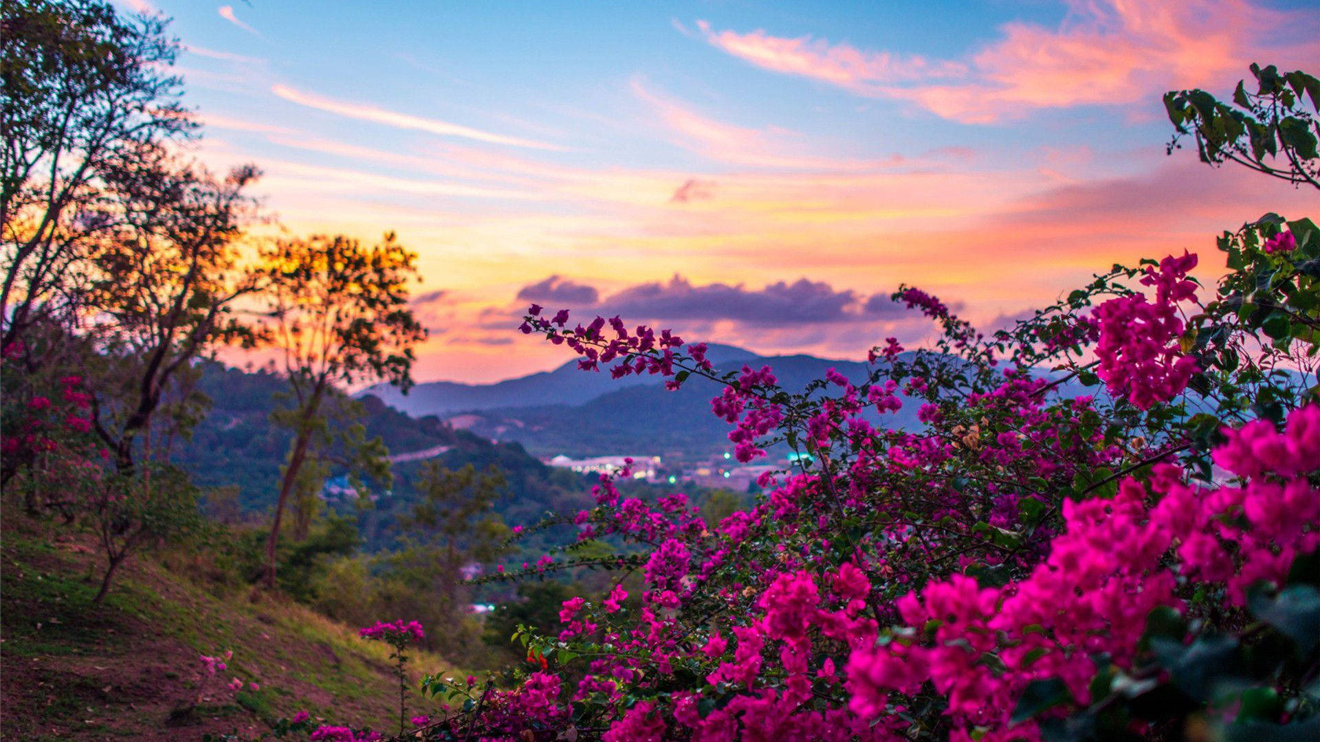 Pink Flower Bush Hd Computer Background