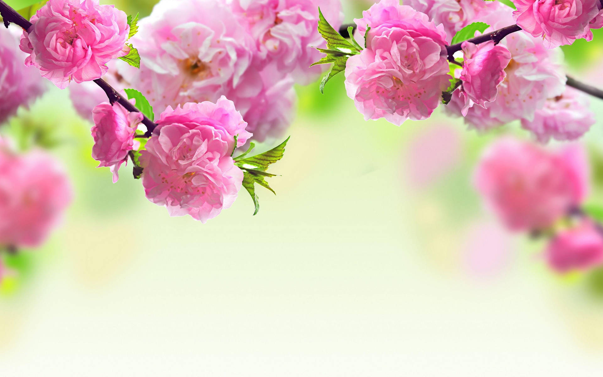 Pink Flower Canopy Background