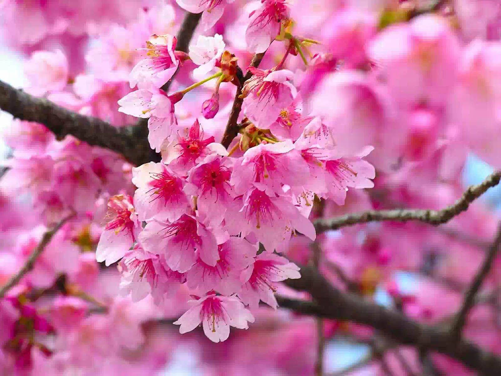 Pink Flower Cherry Blossom Tree Background