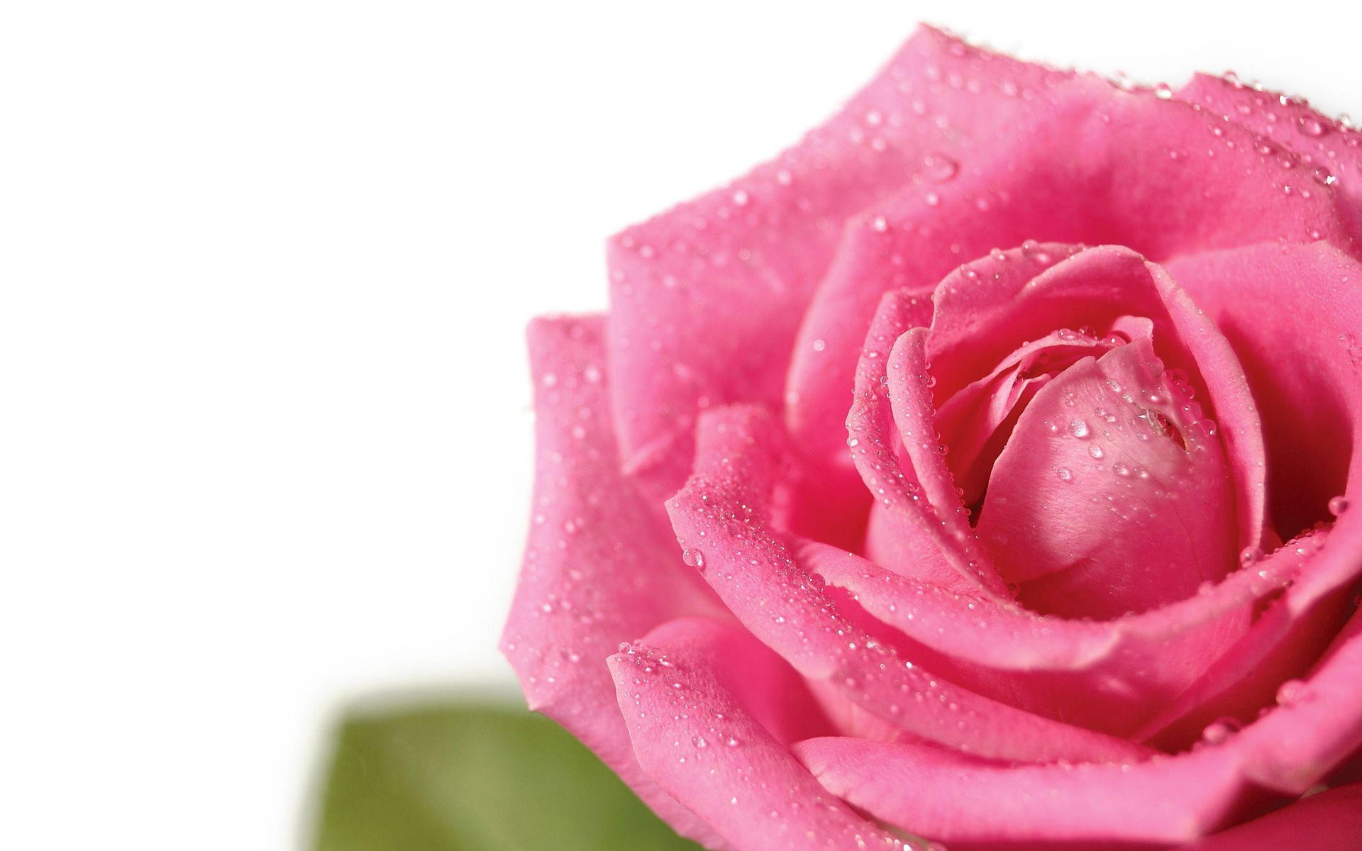 Pink Flower Dewy Rose Background