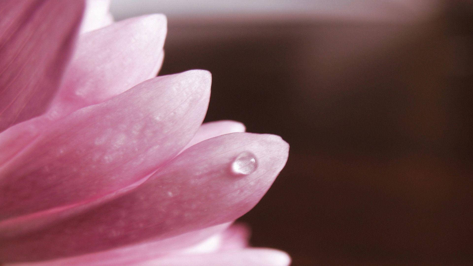 Pink Flower Droplet Background