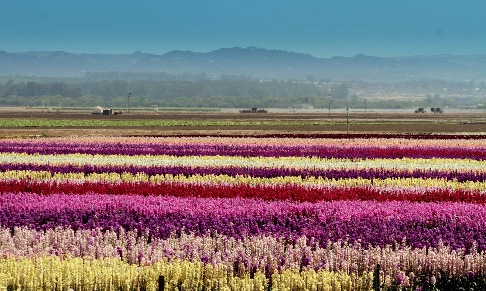 Pink Flower Field Rows Background