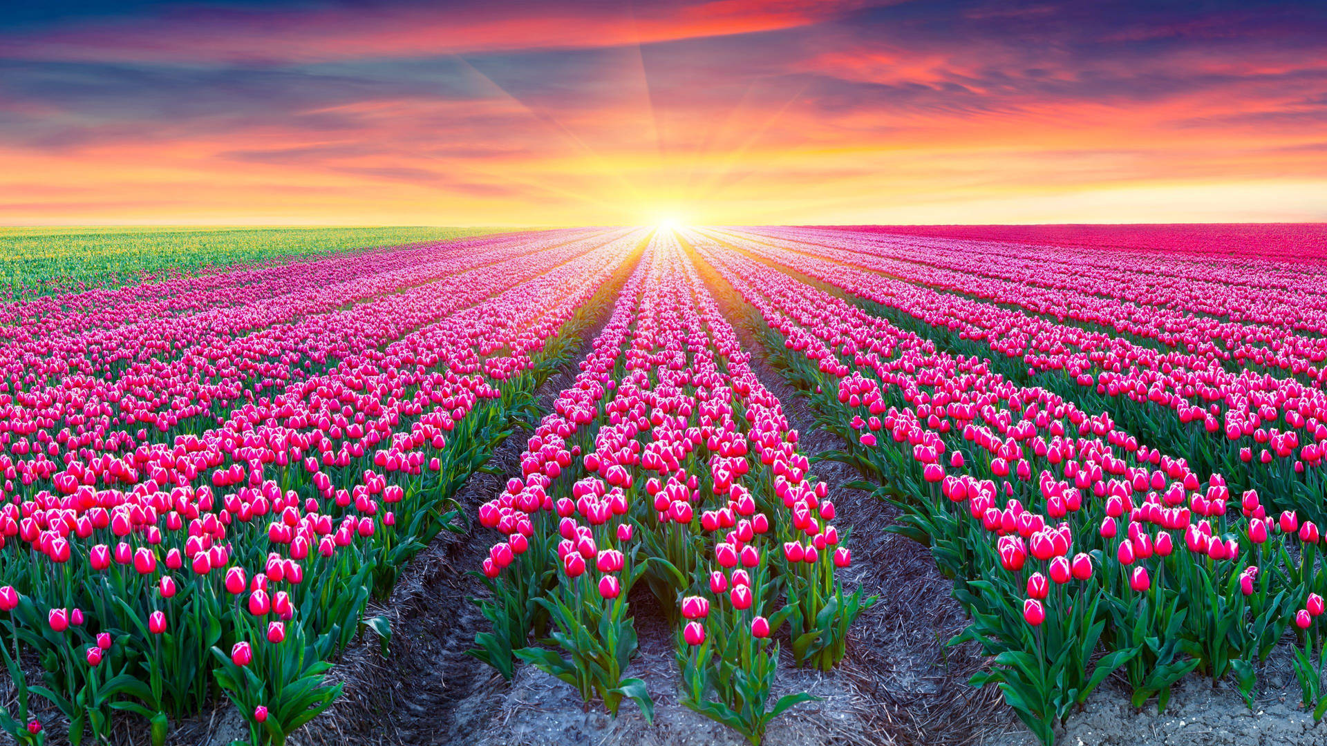 Pink Flower Field Sunrise Background