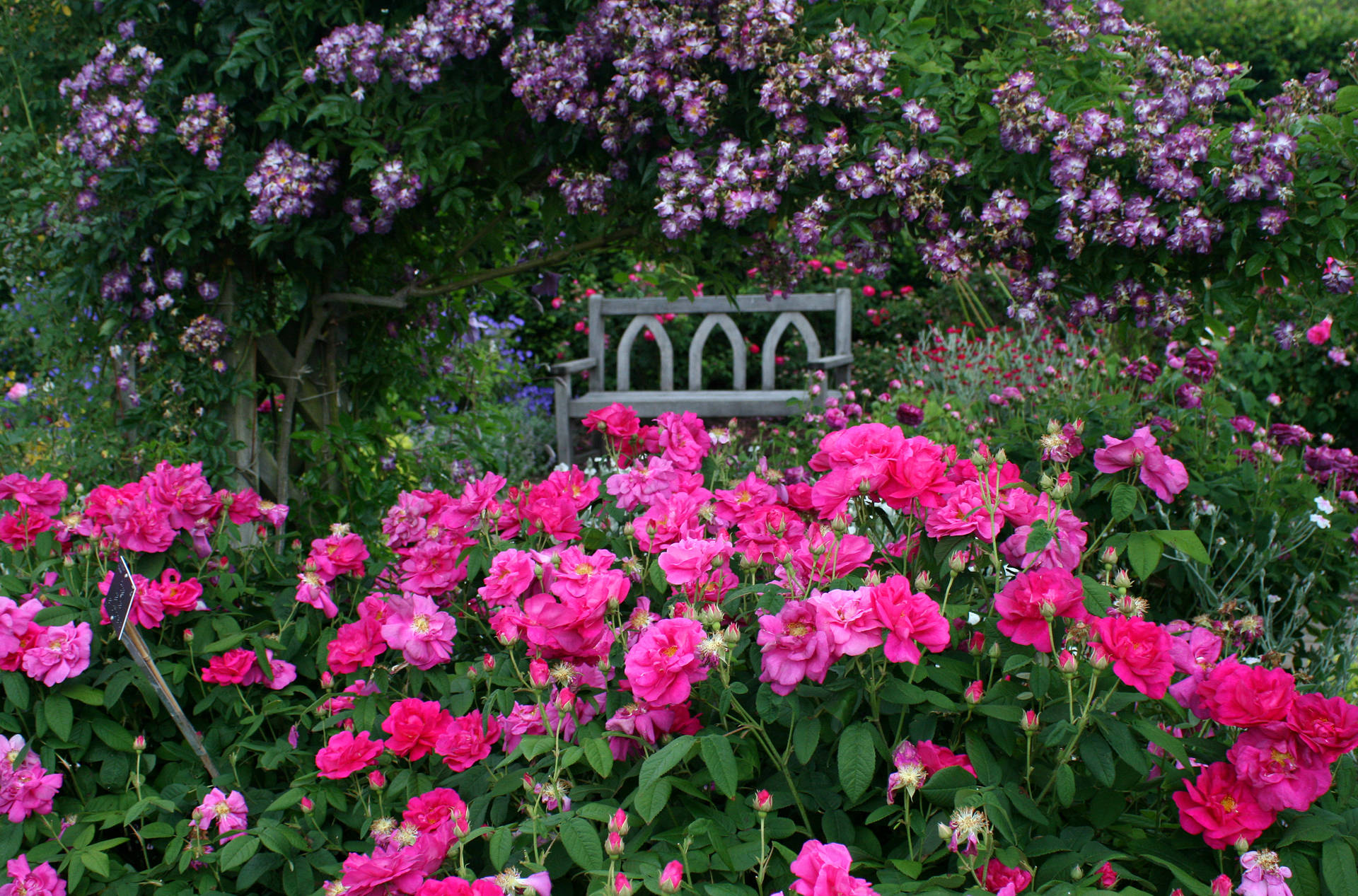 Pink Flower Garden With Bench Background