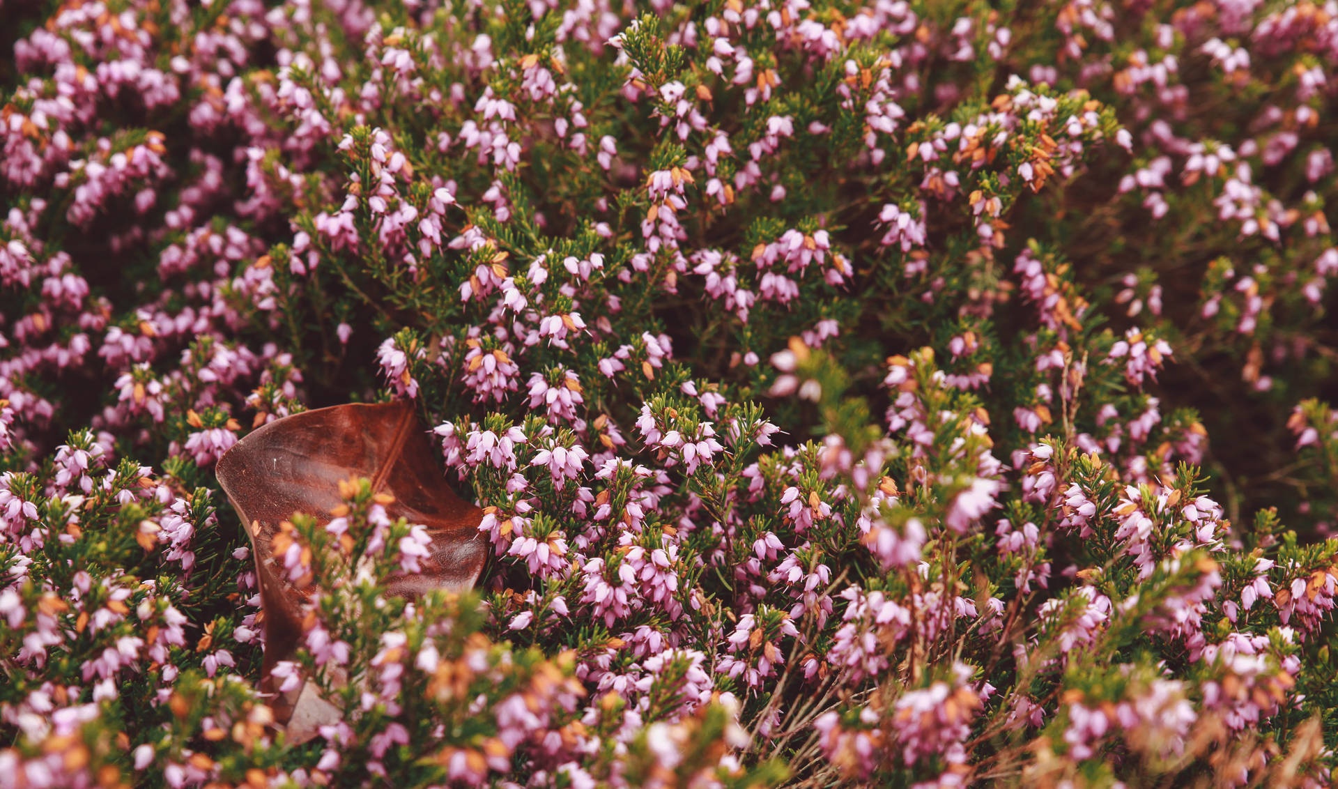 Pink Flower Garden With Brown Leaf Background