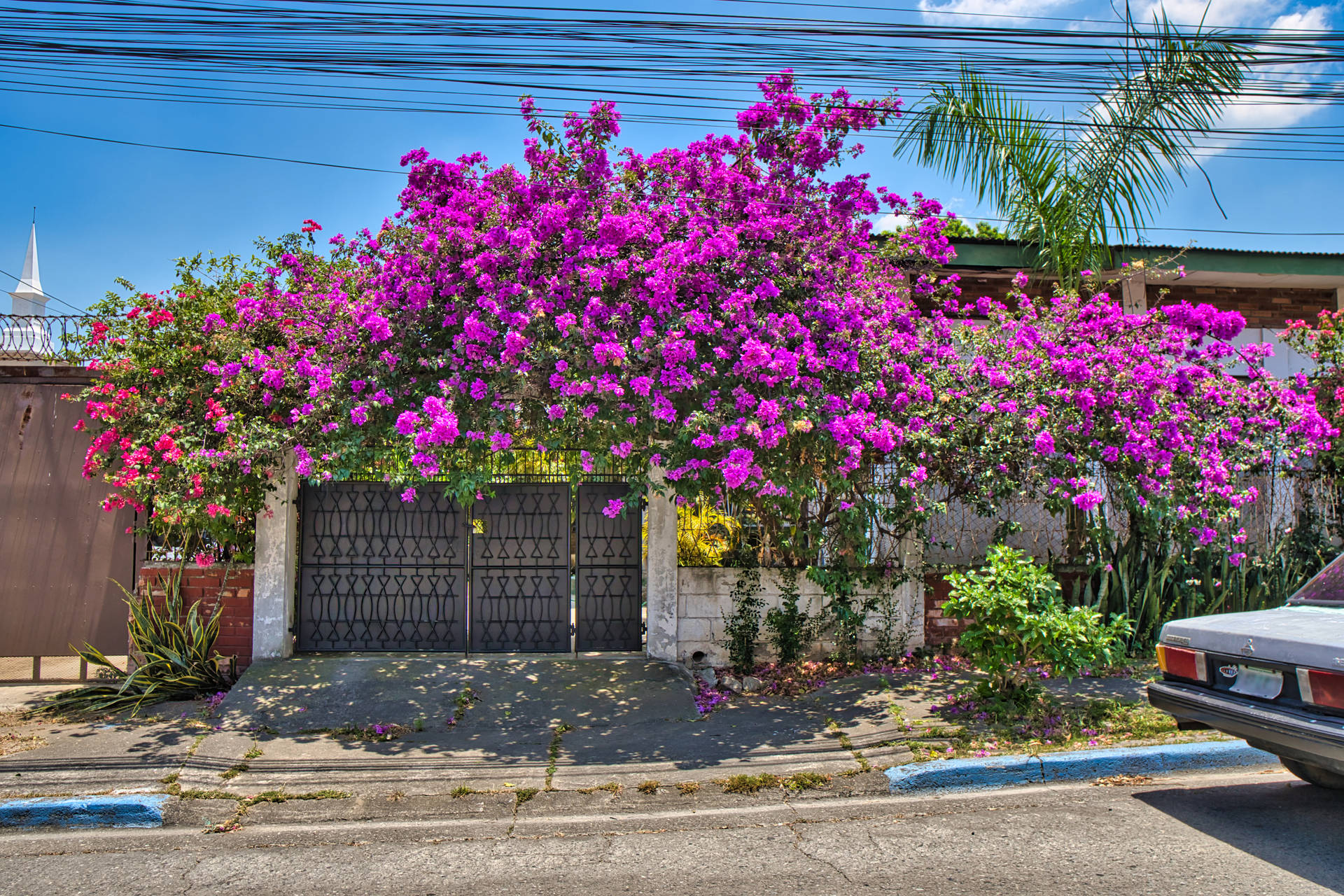 Pink Flower House In Honduras Background