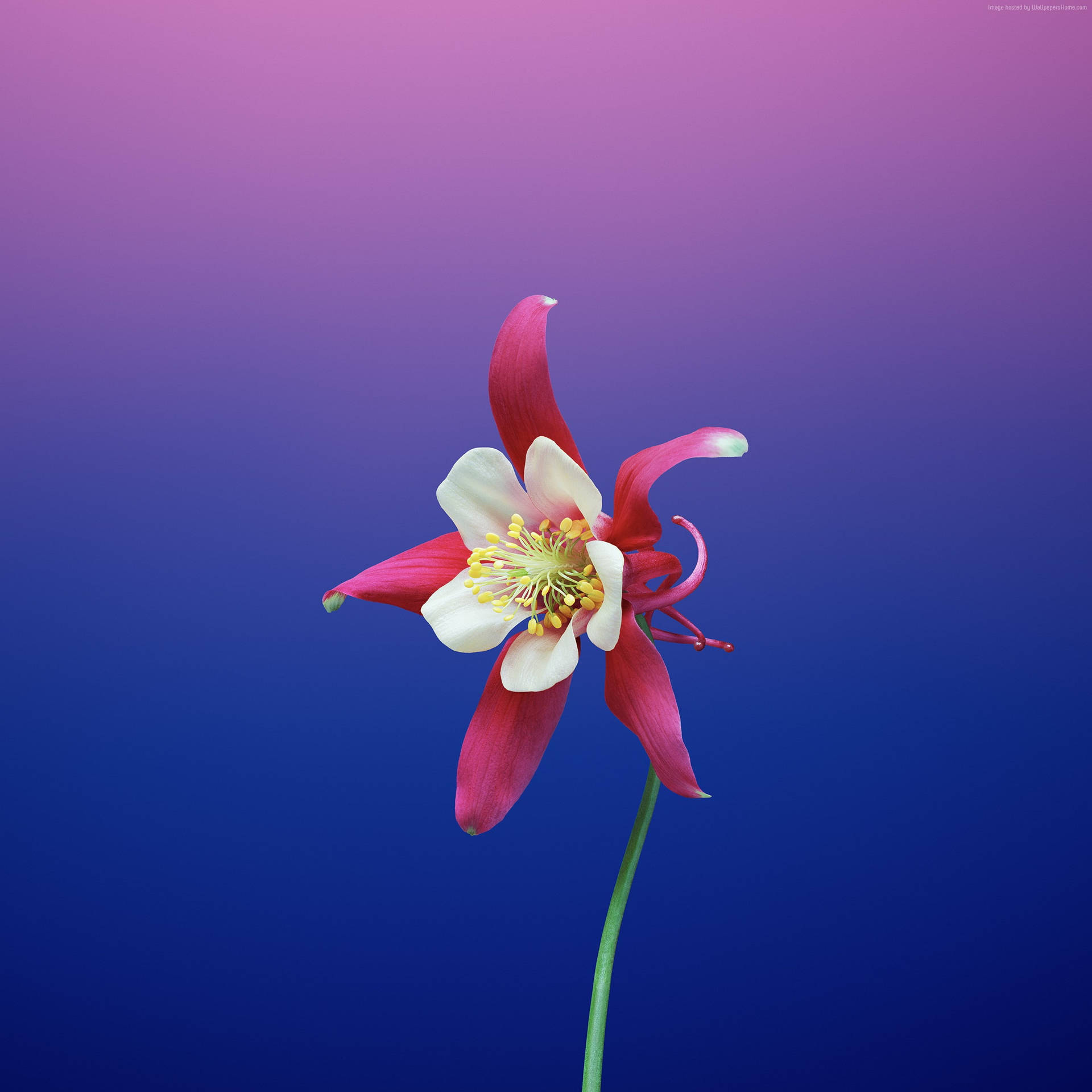 Pink Flower Iphone X Amoled Background
