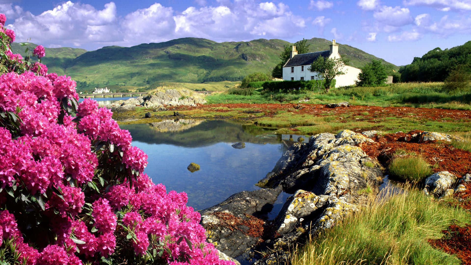 Pink Flower Lake Country Scenes Background