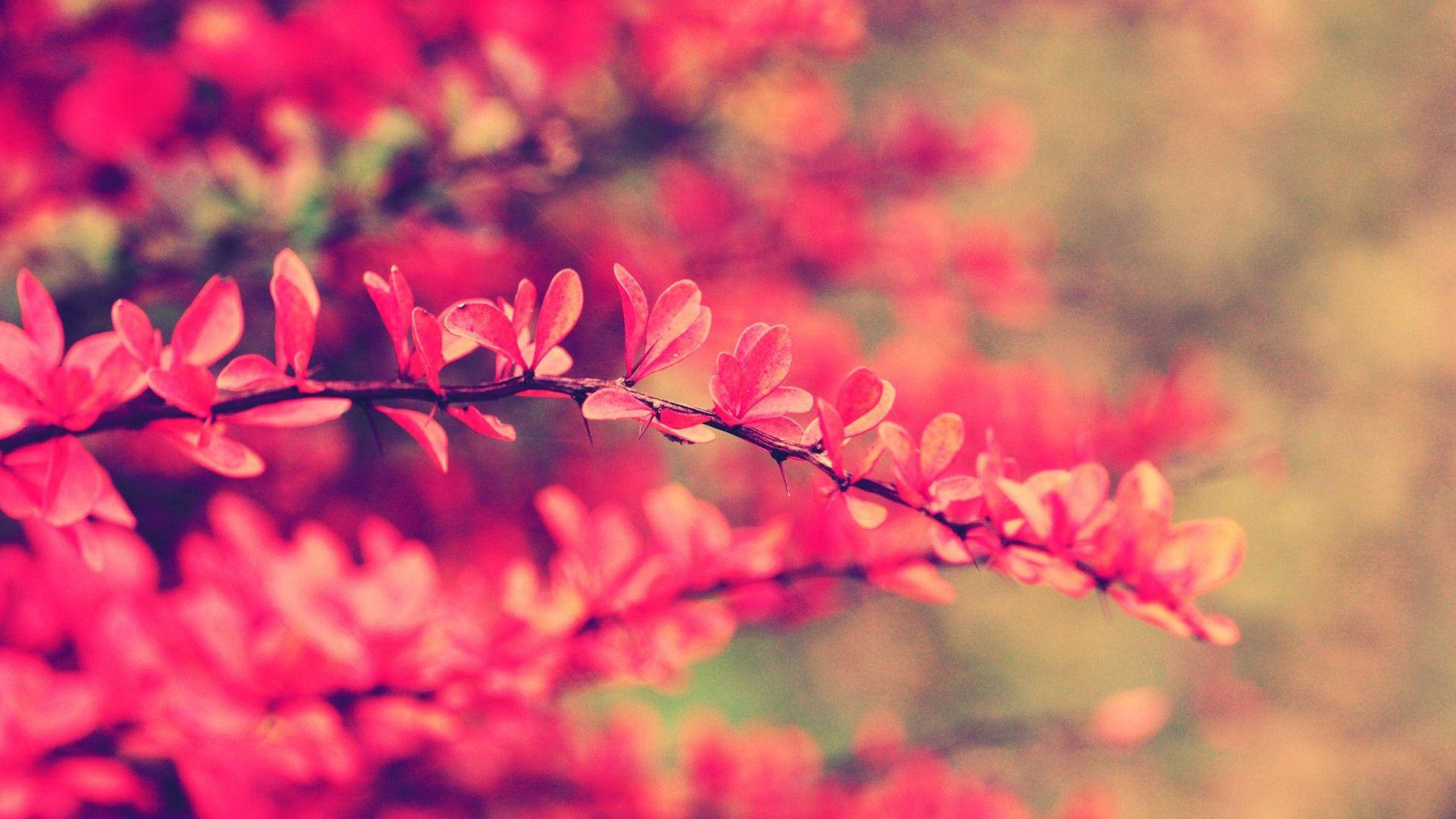 Pink Flower Leaves Background