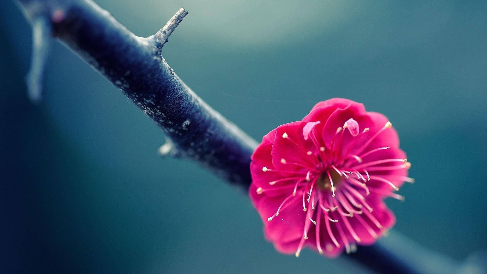 Pink Flower Macro Photography Background