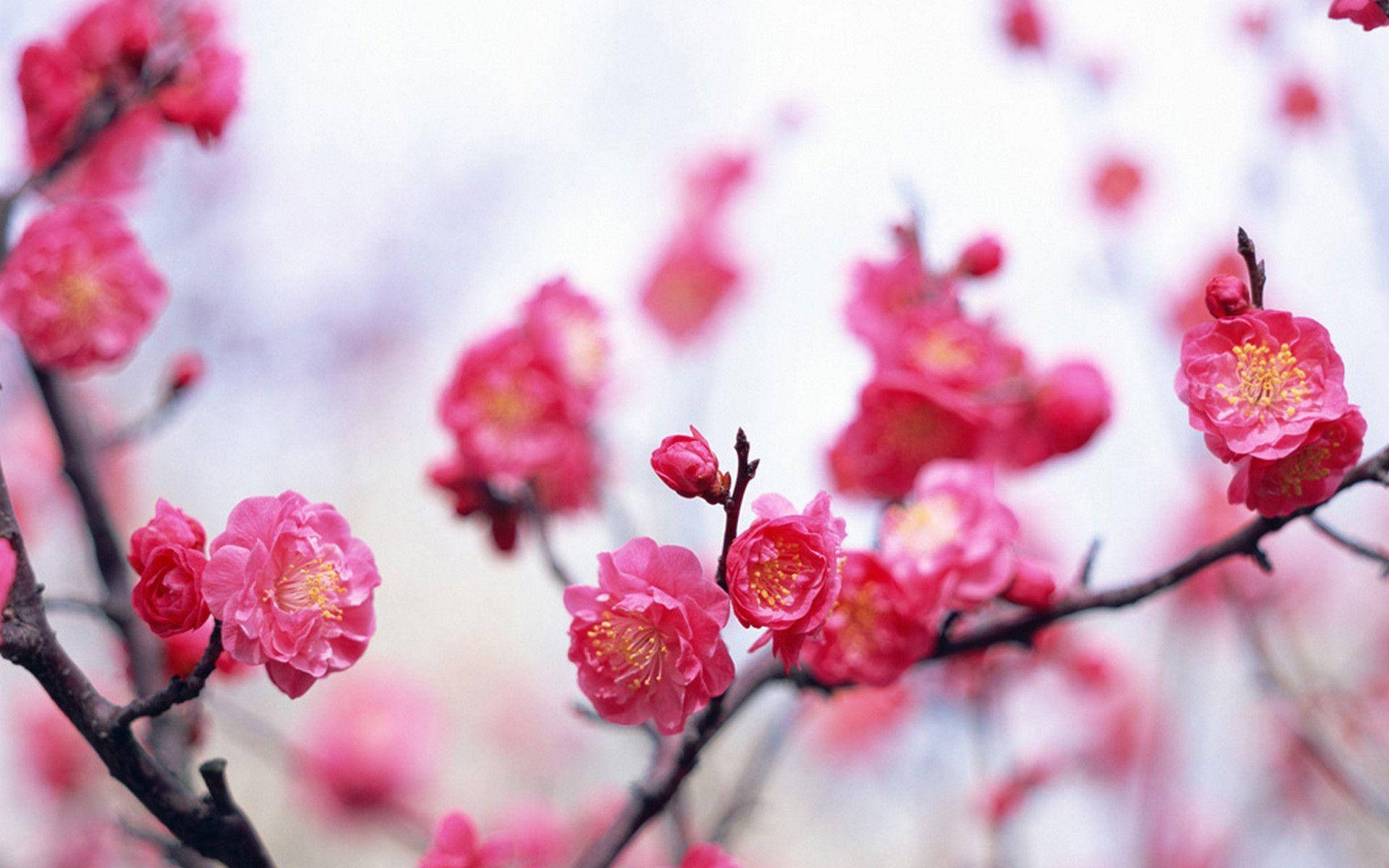 Pink Flower On Branches Background