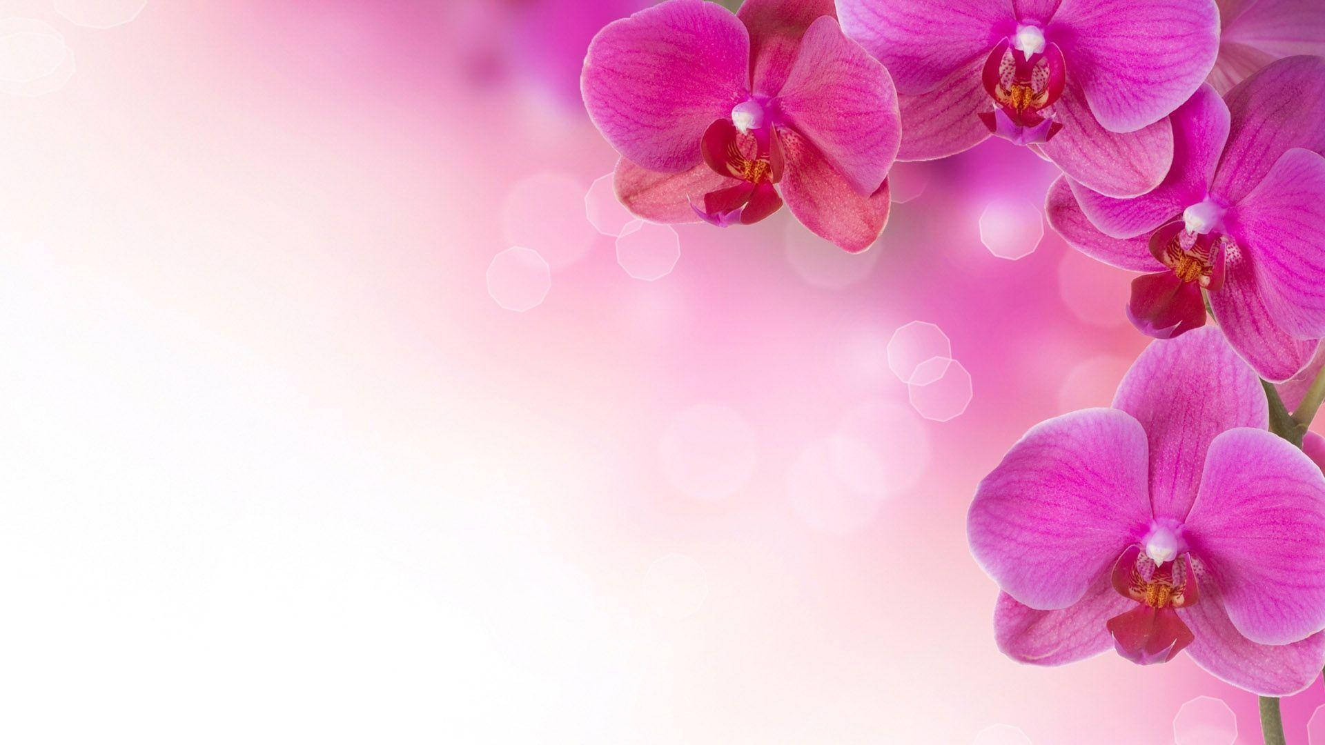 Pink Flower Orchids