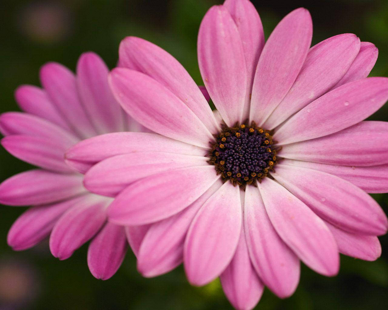 Pink Flower Pair