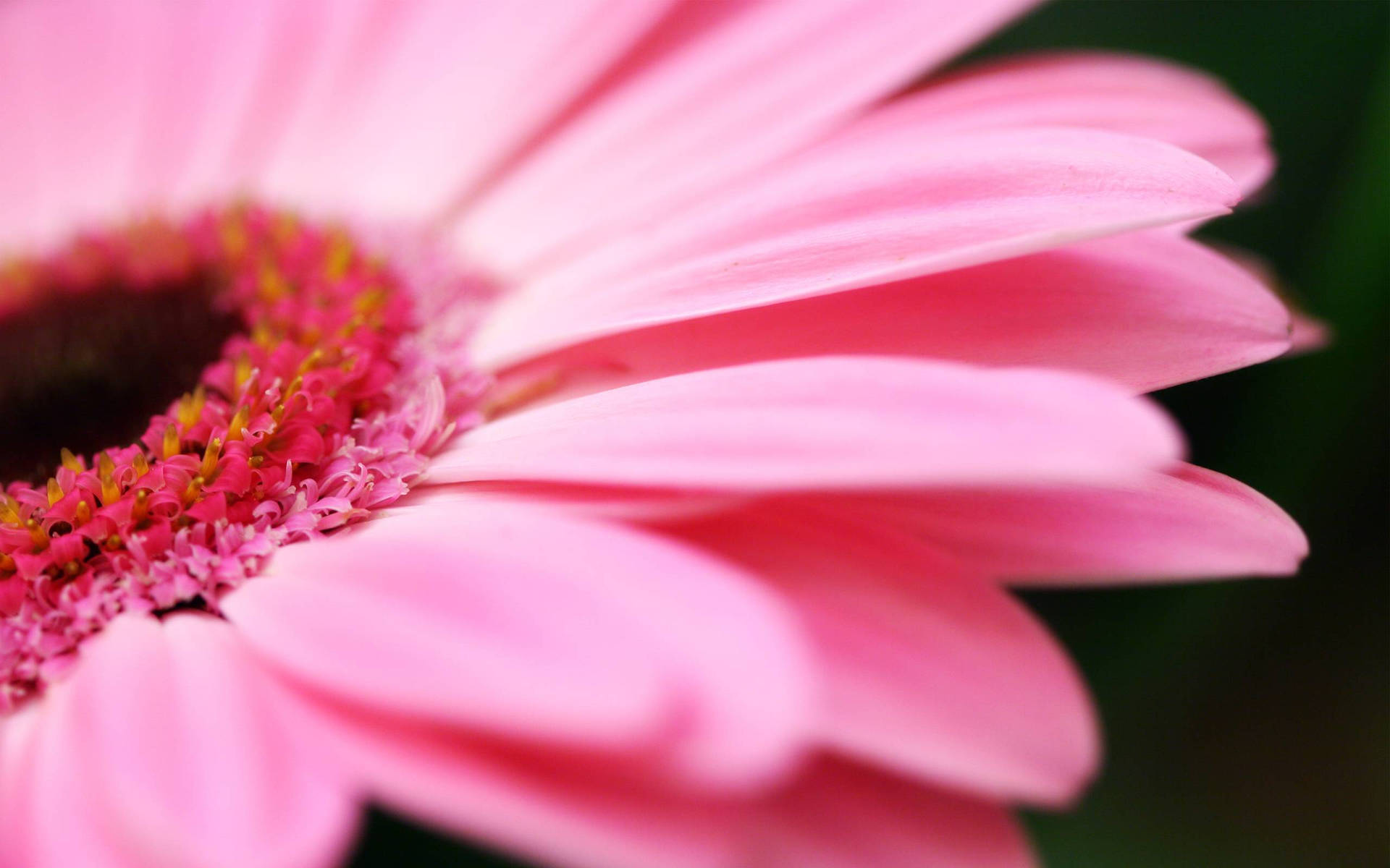 Pink Flower Petal Close-up Background