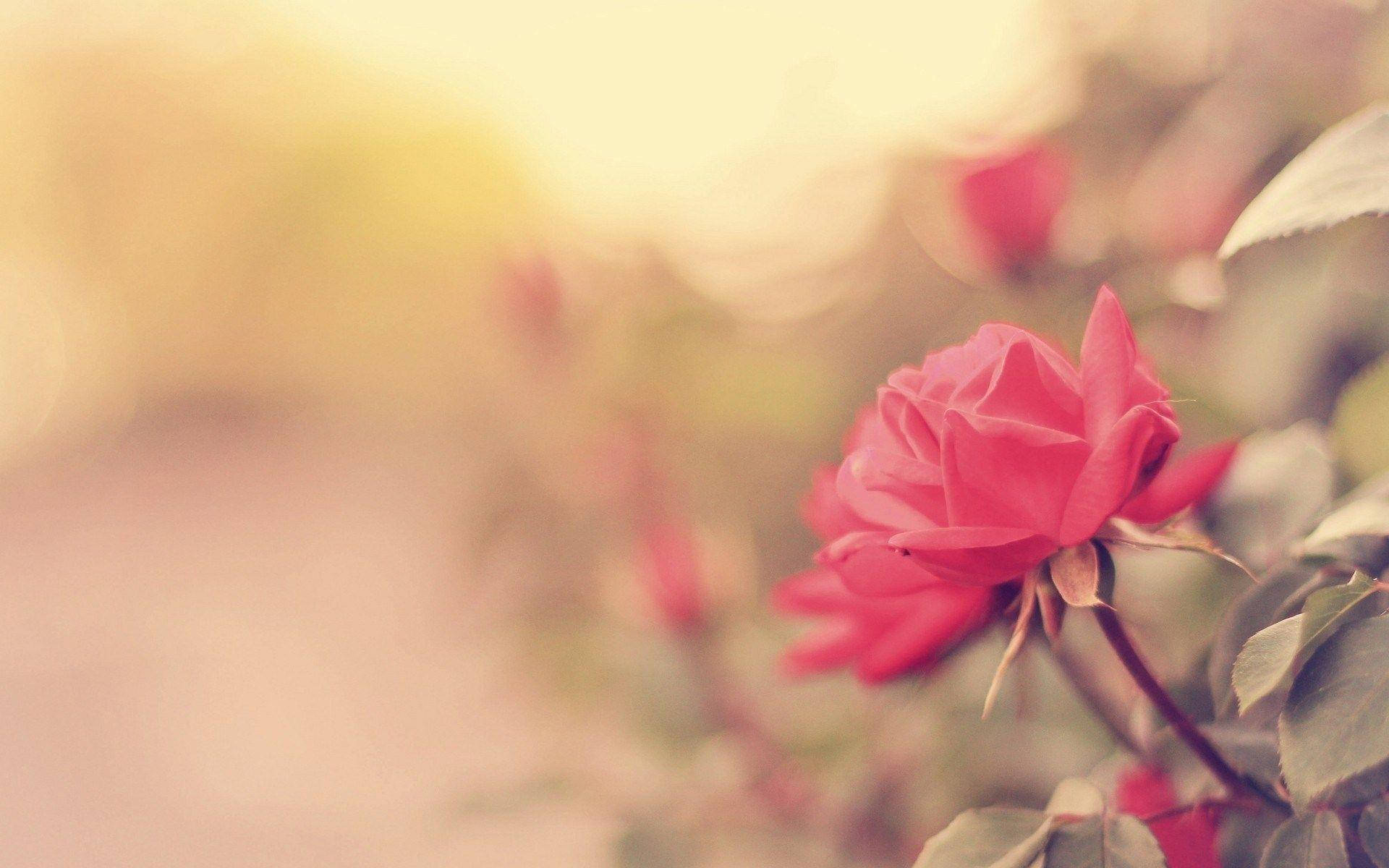 Pink Flower Rose Background