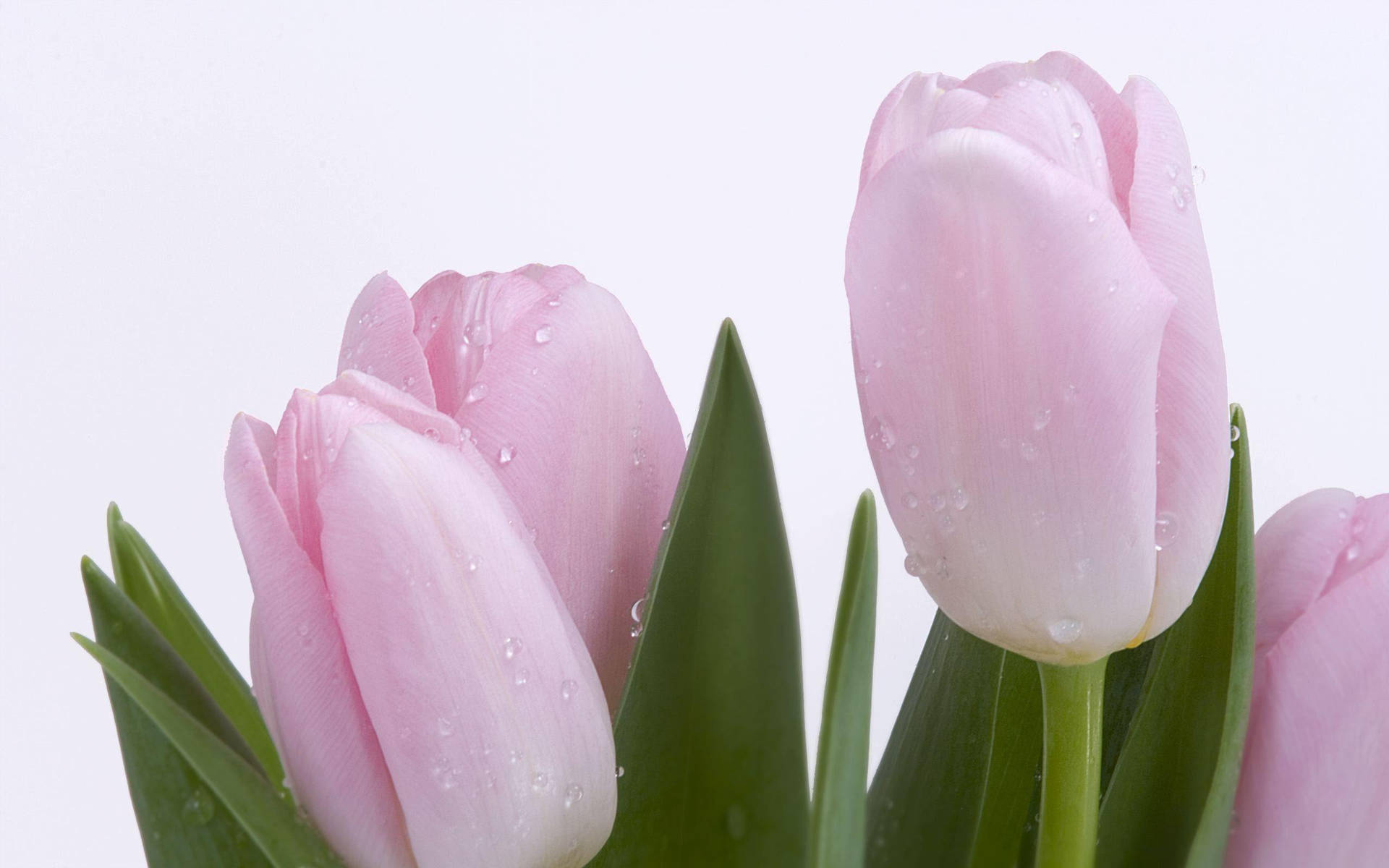 Pink Flower Tulips Background